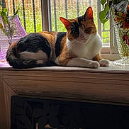 Miss Artemis Dior is registered to the contest to win money with this photo: animal, calico_cat, cat, ears, flowers, fur, greenery, home, indoor, lying_down, pet, photography, plants, portrait, relaxed, sitting, sunlight, whiskers, window, windowsill