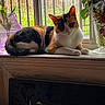 animal, calico_cat, cat, ears, flowers, fur, greenery, home, indoor, lying_down, pet, photography, plants, portrait, relaxed, sitting, sunlight, whiskers, window, windowsill