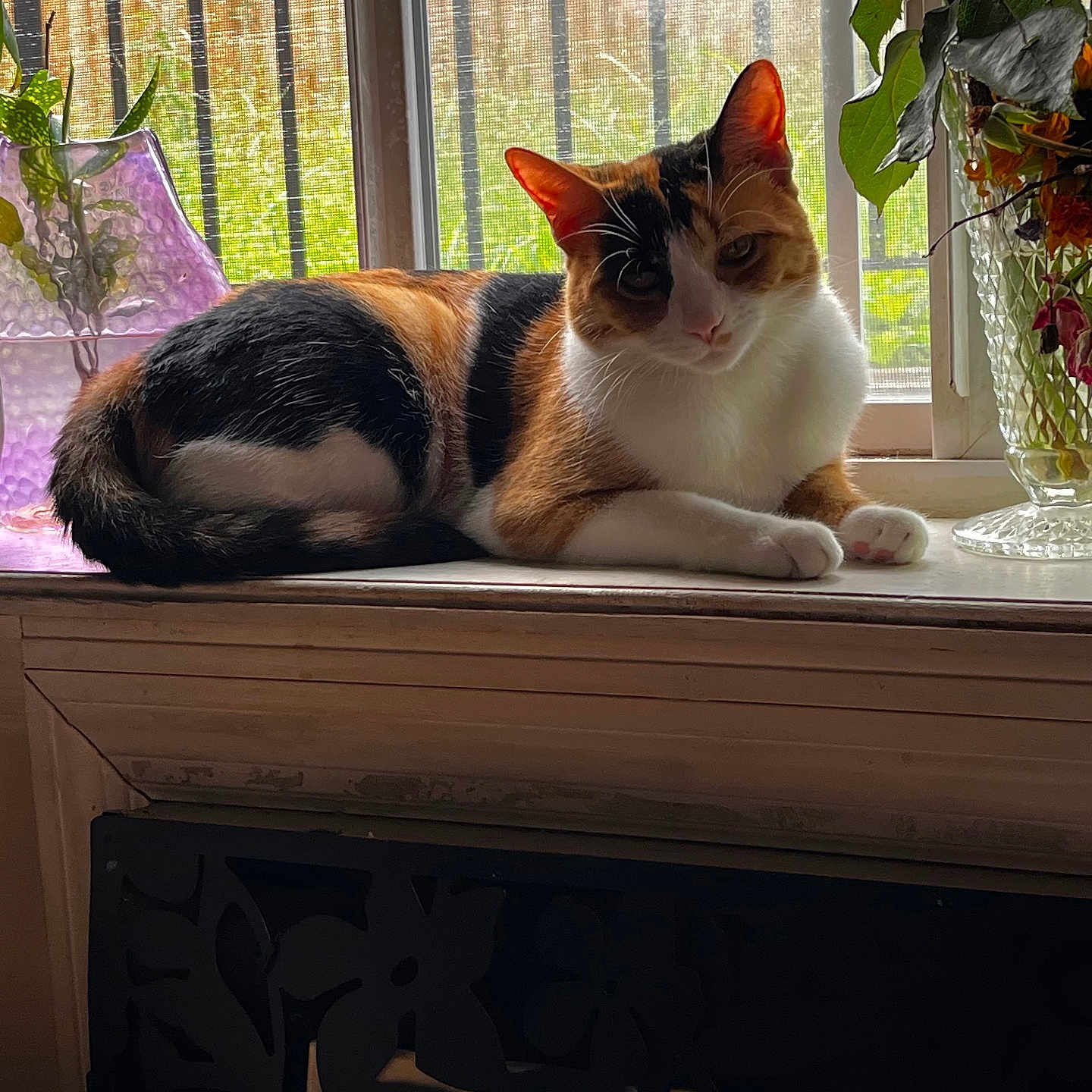 Miss Artemis Dior is registered to the contest to win money with this photo: animal, calico_cat, cat, ears, flowers, fur, greenery, home, indoor, lying_down, pet, photography, plants, portrait, relaxed, sitting, sunlight, whiskers, window, windowsill