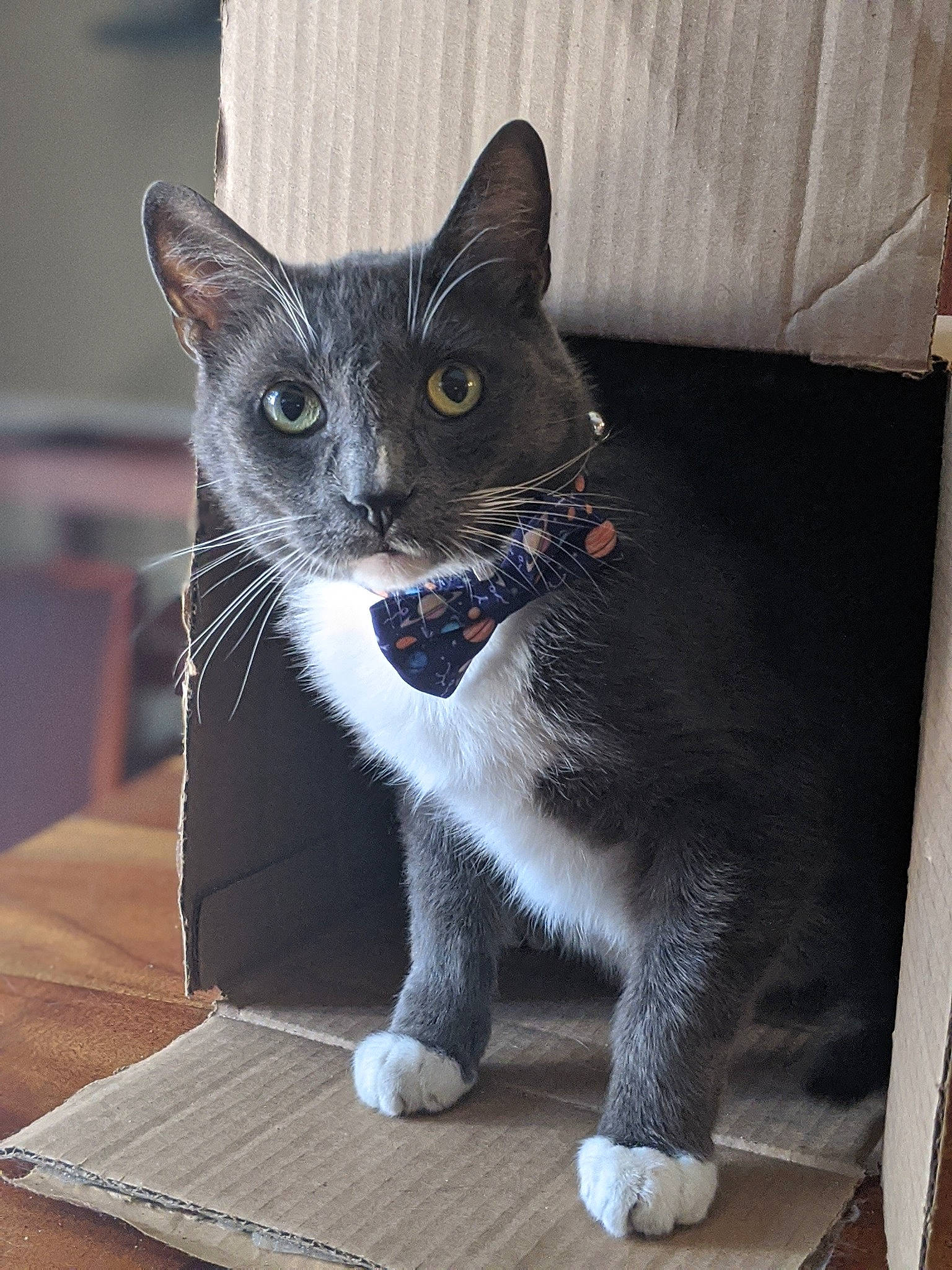 Alfred joined the competition — help win amazing prizes! asian, carnivore, cat, domestic_short_haired_cat, european_shorthair, felidae, fur, kitten, mammal, polydactyl_cat, small_to_medium_sized_cats, snout, whiskers