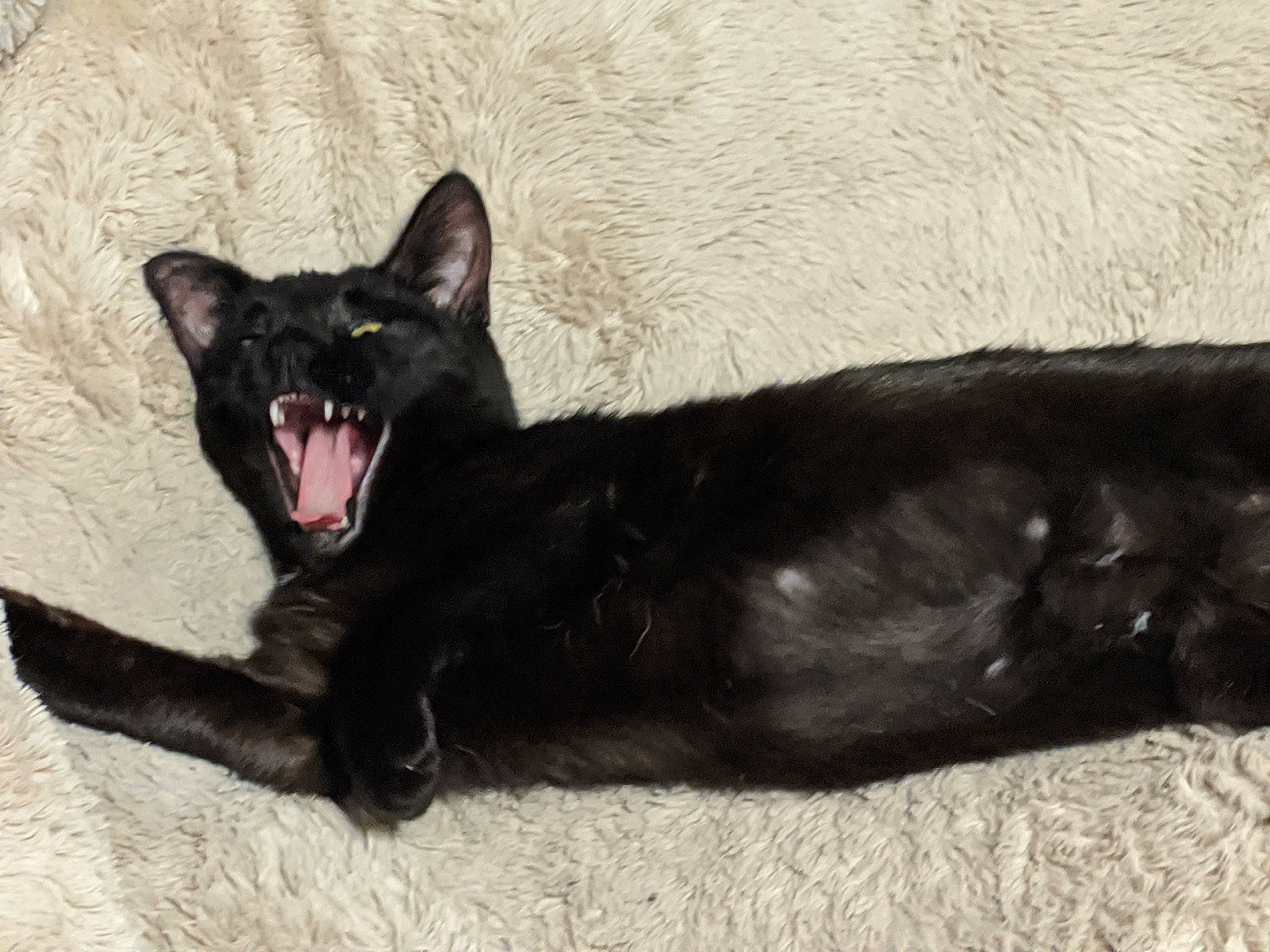 Sterling joined the competition — help win amazing prizes! asian, black_cat, bombay, carnivore, cat, facial_expression, felidae, mammal, oriental_longhair, small_to_medium_sized_cats, snout, whiskers, yawn