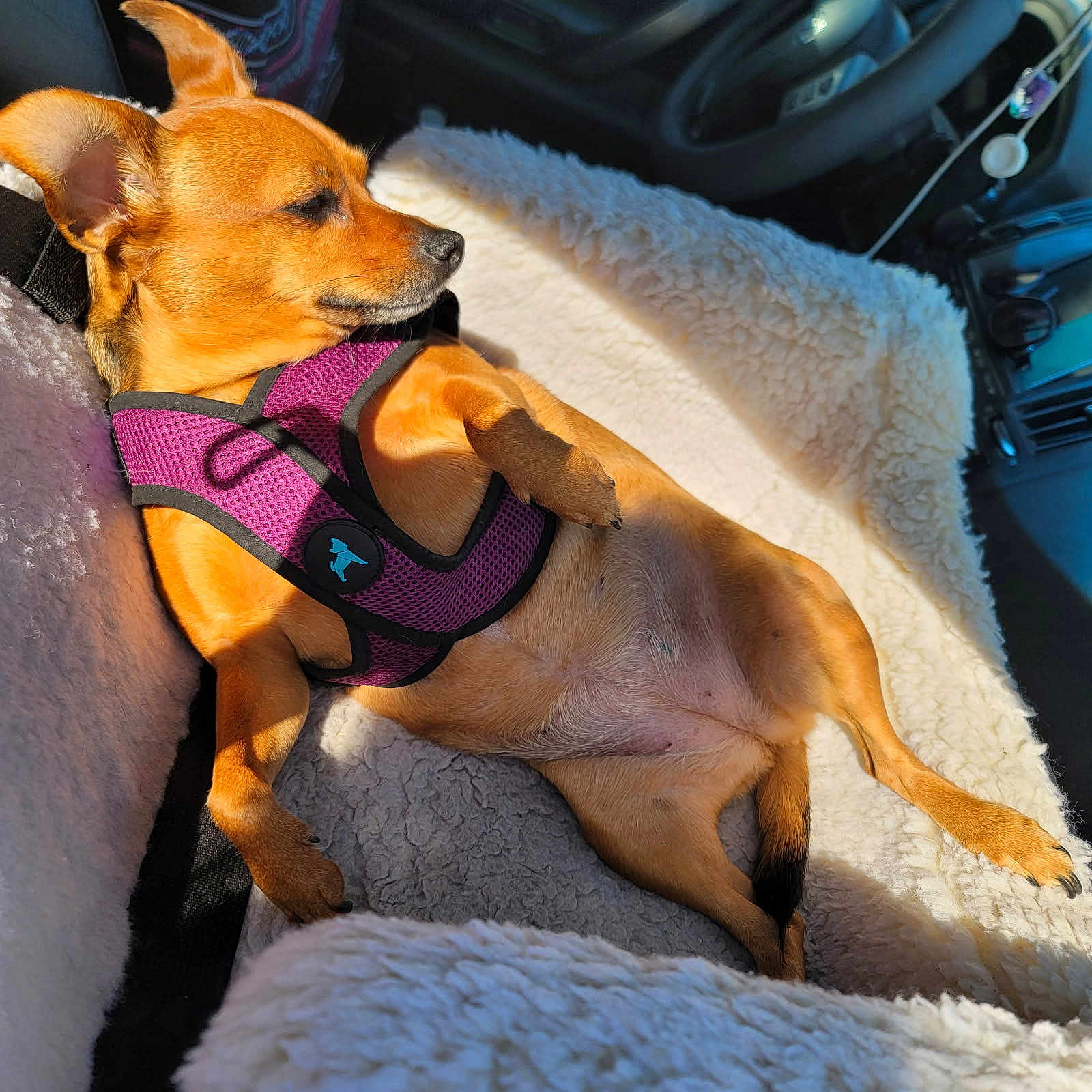 Nadie is registered to the contest to win money with this photo: animal, blanket, car_interior, comfort, cozy, dog, ear, fur, lying_down, nose, paw, pet, purple_harness, relaxed, seat, shadow, small_dog, sunlight, tail, window