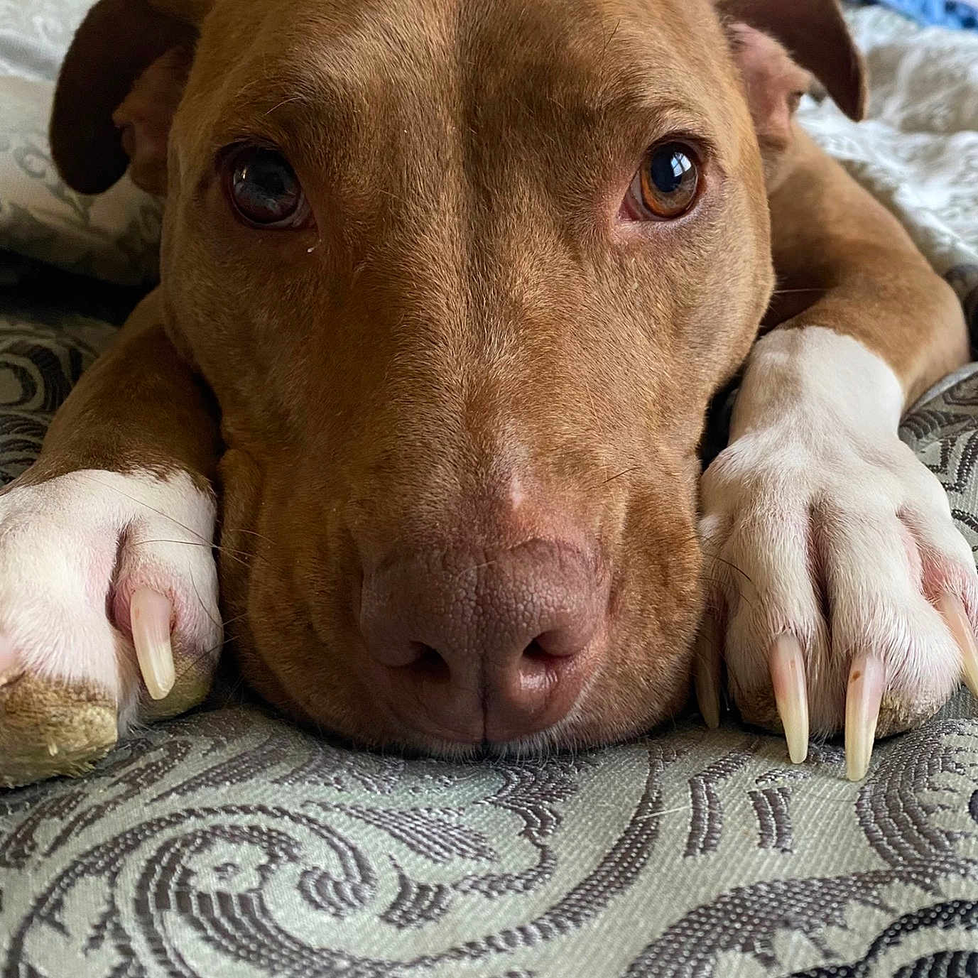 Penny joined the competition — help win amazing prizes! animal, bed, brown_dog, canine, close_up, cute, dog, ears, fabric, fur, indoor, long_nails, patterned, paws, pet, portrait, relaxed, resting, sleepy, snout