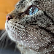 Arthurito a rejoint le concours — aidez-le/la à gagner de superbes lots ! cat, tabby, gray_cat, blue_eye, close_up, portrait, animal, pet, whiskers, fur, feline, face, eye, nose, muzzle, indoor, shallow_depth_of_field, soft_lighting, macro_photography, looking_up