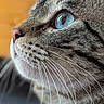 cat, tabby, gray_cat, blue_eye, close_up, portrait, animal, pet, whiskers, fur, feline, face, eye, nose, muzzle, indoor, shallow_depth_of_field, soft_lighting, macro_photography, looking_up