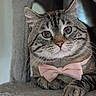 Arthurito participe au concours pour gagner de l'argent avec cette photo : cat, tabby, pet, animal, bow_tie, pink, close_up, portrait, whiskers, blue_eyes, green_eyes, striped_fur, gray_fur, indoors, cat_tree, sitting, paws, collar, cute, funny