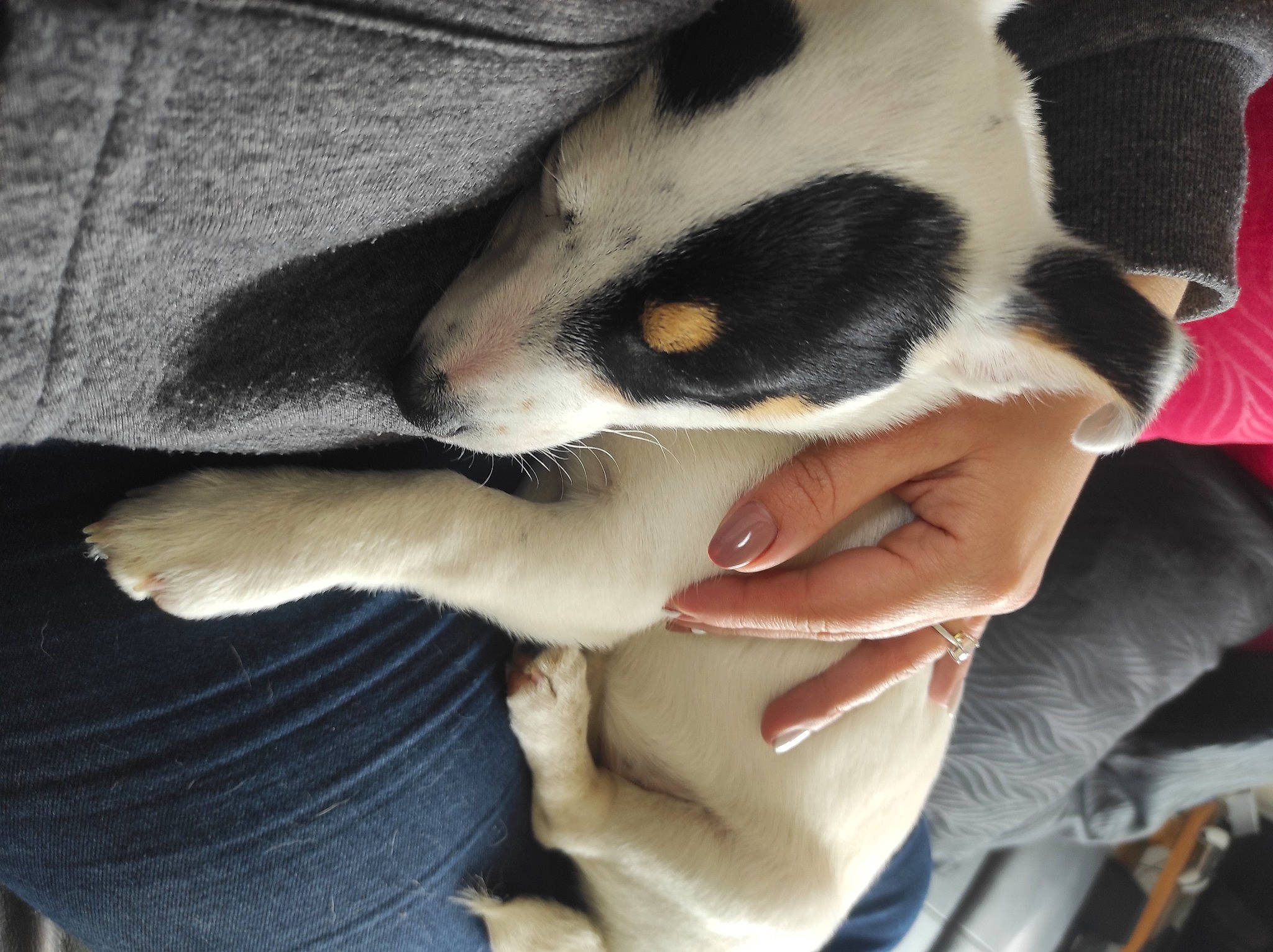 Spok participe au concours pour gagner de l'argent avec cette photo : carnivore, claw, comfort, companion_dog, dog_breed, fawn, felidae, finger, foot, gesture, hand, human_leg, nail, paw, small_to_medium_sized_cats, snout, tail, textile, vertebrate, whiskers