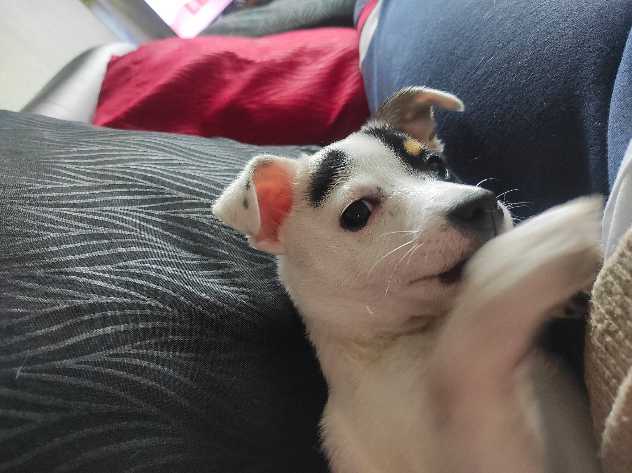 Spok a rejoint le concours — aidez-le/la à gagner de superbes lots ! canidae, carnivore, comfort, companion_dog, couch, dog, dog_breed, ear, fawn, fur, non_sporting_group, paw, puppy, puppy_love, snout, sporting_group, toy_dog, whiskers, working_animal