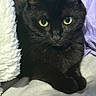 black_cat, cat, feline, green_eyes, pet, animal, portrait, close_up, indoor, bed, blanket, bedding, lounging, sitting, fur, whiskers, ears, paws, relaxed, cute