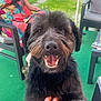 Scooby participe au concours pour gagner de l'argent avec cette photo : animal, canine, chair, colorful_clothing, dog, dress, fur, garden, grass, green_carpet, hand, happy, leisure, outdoor, person, pet, relaxing, smiling, summer, table