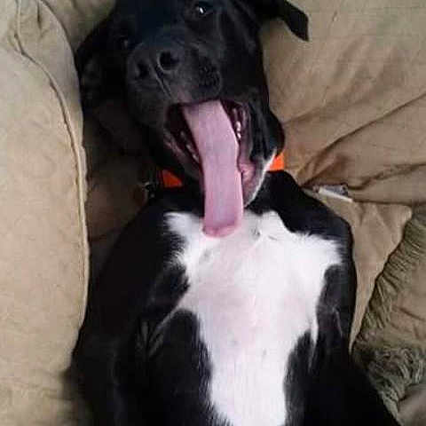 Zeppy Jr is registered to the contest to win money with this photo: