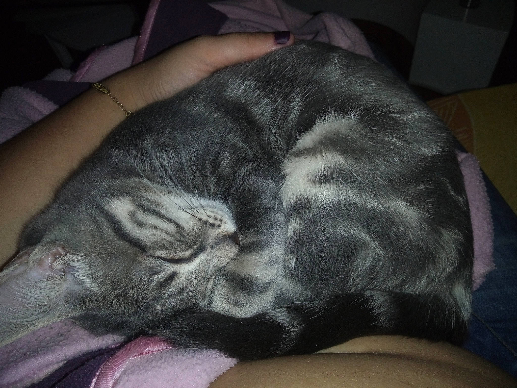 Newton a rejoint le concours — aidez-le/la à gagner de superbes lots ! american_shorthair, asian, carnivore, cat, chartreux, comfort, domestic_short_haired_cat, ear, felidae, fur, korat, nap, russian_blue, skin, sleep, small_to_medium_sized_cats, snout, whiskers