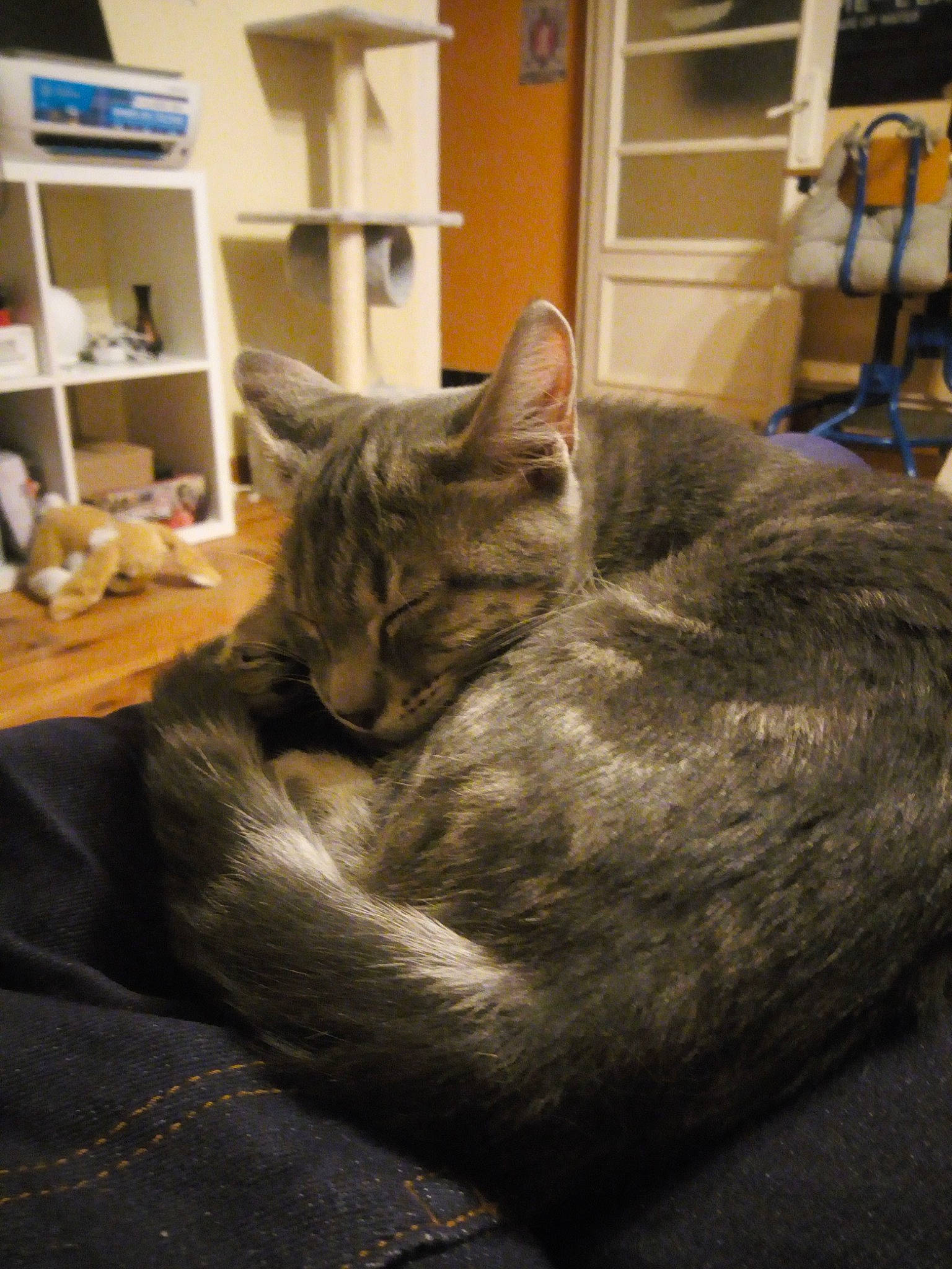 Newton participe au concours pour gagner de l'argent avec cette photo : asian, carnivore, cat, domestic_short_haired_cat, dragon_li, ear, european_shorthair, felidae, fur, nap, small_to_medium_sized_cats, tabby_cat, whiskers