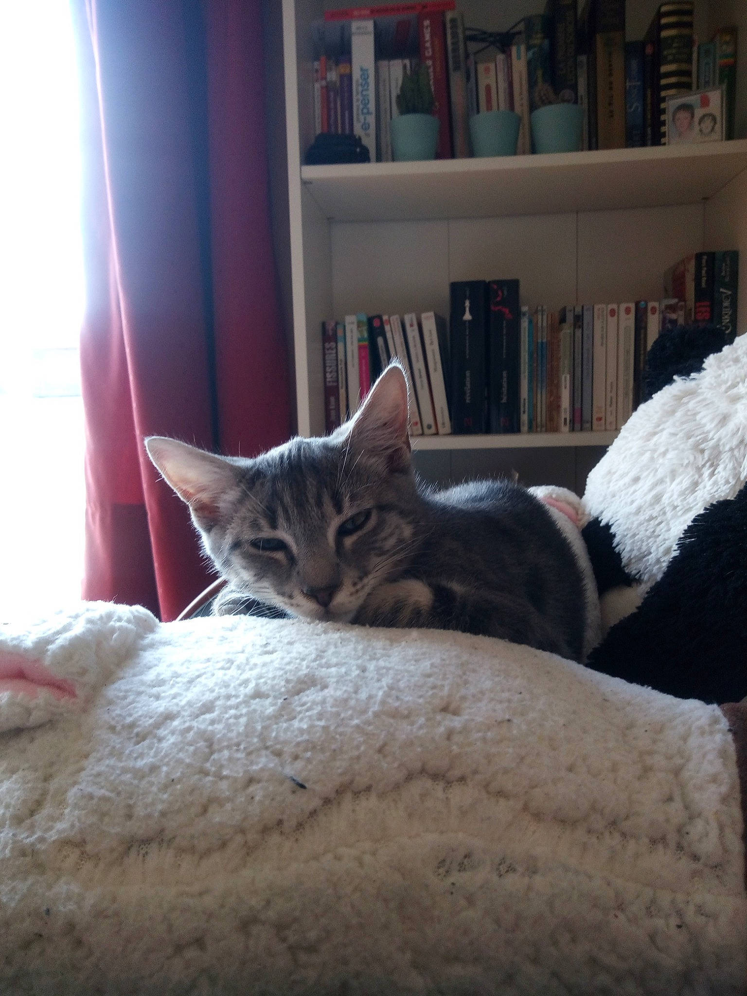 Newton participe au concours pour gagner de l'argent avec cette photo : american_shorthair, asian, bengal, carnivore, cat, comfort, domestic_short_haired_cat, dragon_li, egyptian_mau, european_shorthair, felidae, fur, furniture, kitten, mammal, room, small_to_medium_sized_cats, tabby_cat, whiskers, window