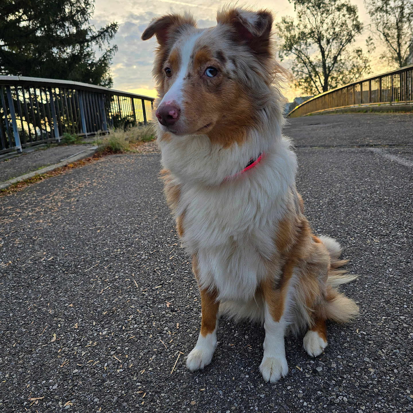 Tita participe au concours pour gagner de l'argent avec cette photo : accessories, animal, canine, collie, dog, gravel, handrail, leash, outdoors, path, pet, plant, puppy, railing, road, sidewalk, strap, tarmac, terrier, tree