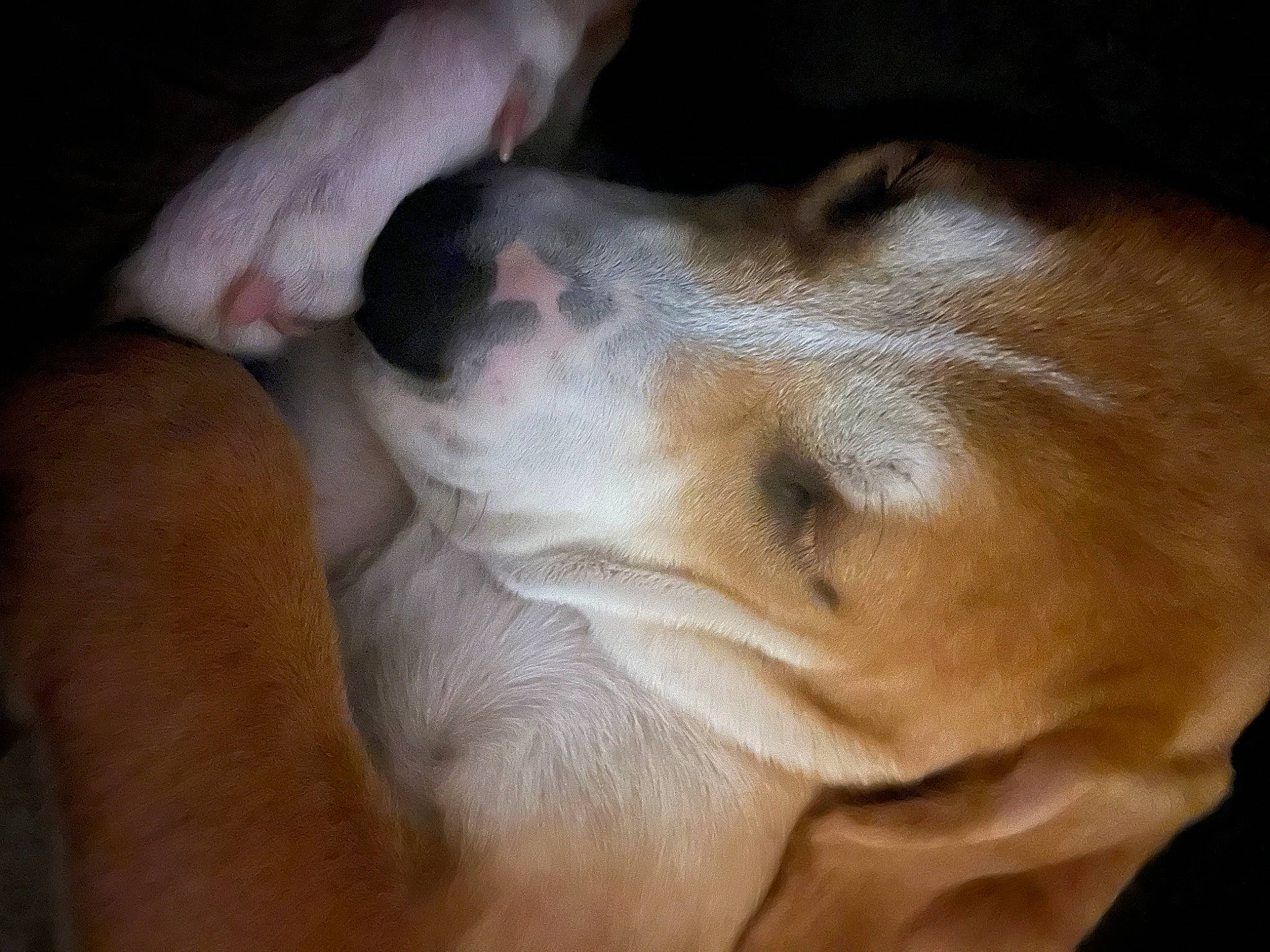 Cupcake joined the competition — help win amazing prizes! canidae, carnivore, companion_dog, dog, dog_breed, ear, fawn, fur, nail, non_sporting_group, paw, snout, sporting_group, terrestrial_animal, whiskers, working_animal