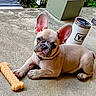 french_bulldog, puppy, dog, pet, bone_toy, chew_toy, concrete, outdoor, tumbler, yeti, animal, cute, playful, ears, collar, resting, young, background_plants, daylight, closeup