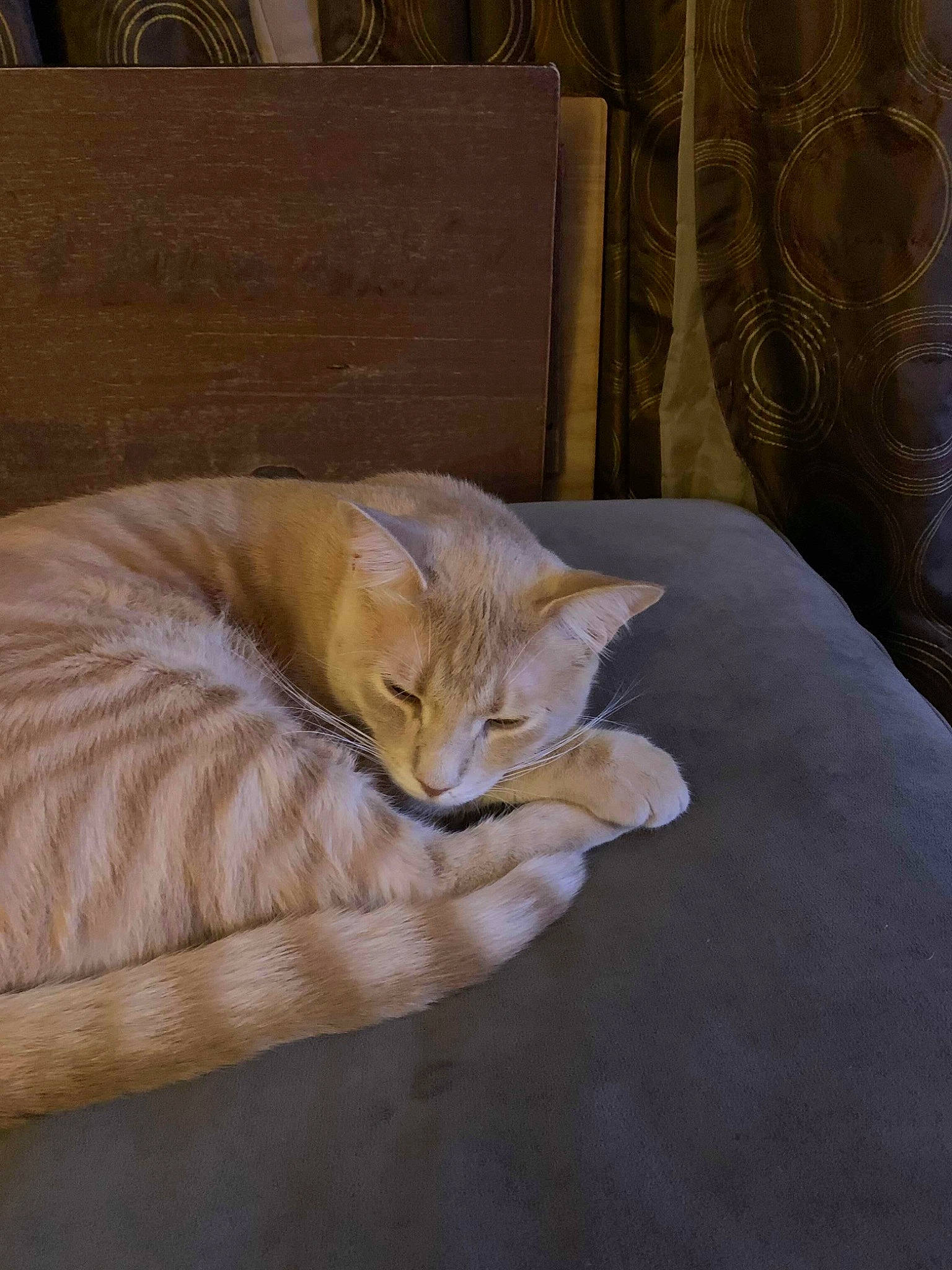 Alex Junior joined the competition — help win amazing prizes! asian, bed_sheet, burmilla, carnivore, cat, comfort, european_shorthair, fawn, felidae, floor, fur, furniture, kitten, nap, sleep, small_to_medium_sized_cats, tabby_cat, tail, whiskers, wood