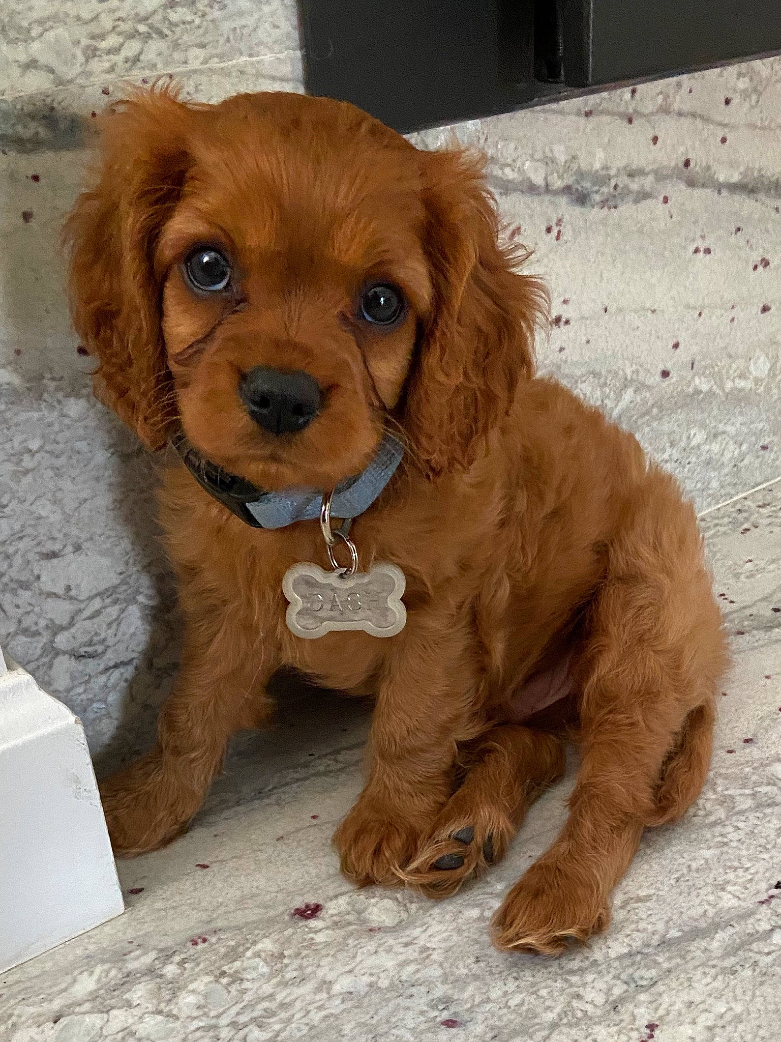 Dash is registered to the contest to win money with this photo: canidae, caramel_color, carnivore, cavapoo, cocker_spaniel, companion_dog, dog, dog_breed, king_charles_spaniel, liver, mammal, poodle_crossbreed, puppy, puppy_love, rare_breed_dog, snout, spaniel, sporting_group, toy_poodle, vertebrate