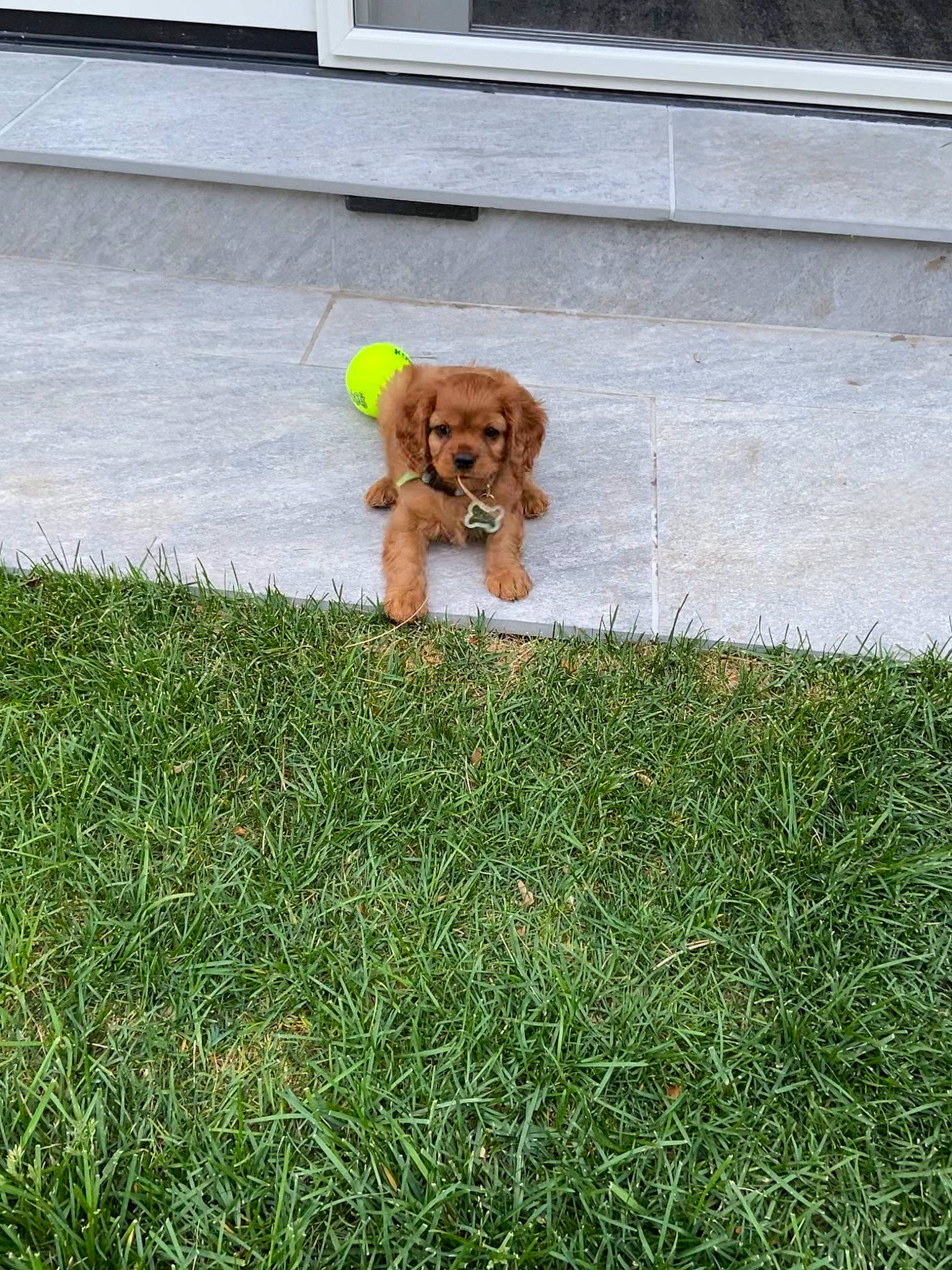 Dash joined the competition — help win amazing prizes! american_cocker_spaniel, canidae, carnivore, cavalier_king_charles_spaniel, cavapoo, companion_dog, dog, dog_breed, english_cocker_spaniel, grass, lawn, plant, puppy, spaniel, sporting_group