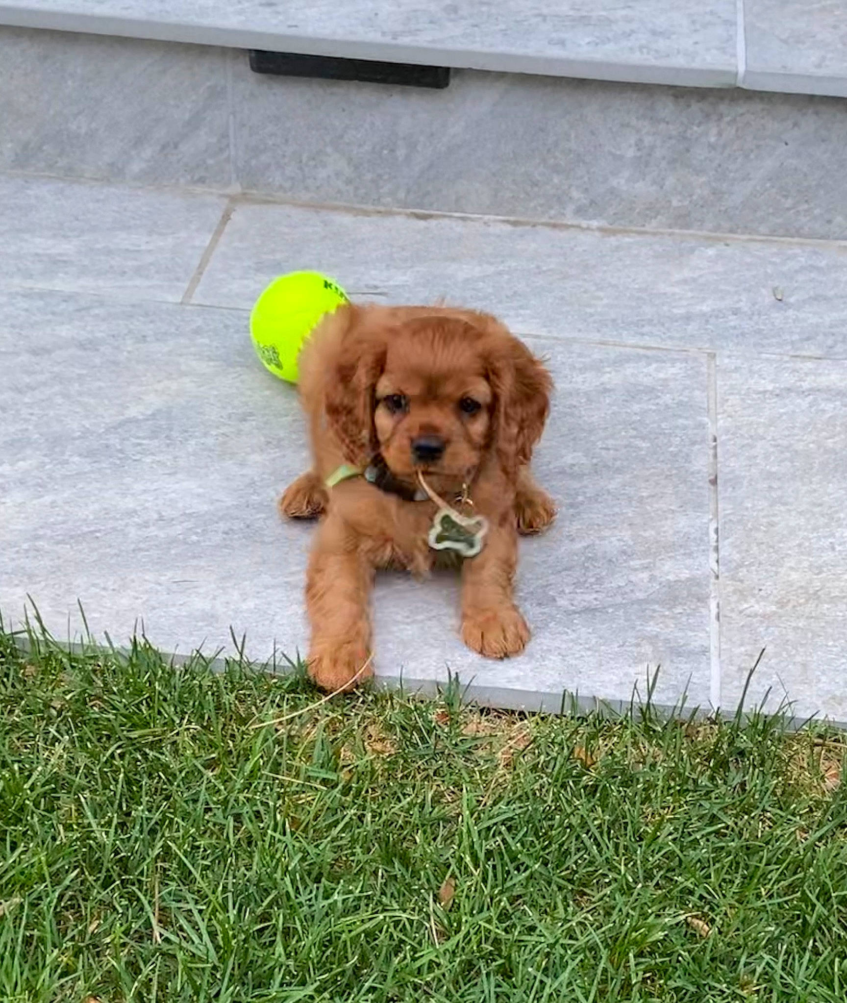 Dash is registered to the contest to win money with this photo: american_cocker_spaniel, canidae, carnivore, cavapoo, cockapoo, cocker_spaniel, companion_dog, dog, dog_breed, dog_toy, english_cocker_spaniel, grass, mammal, miniature_poodle, poodle_crossbreed, puppy, spaniel, sporting_group, toy_poodle, vertebrate