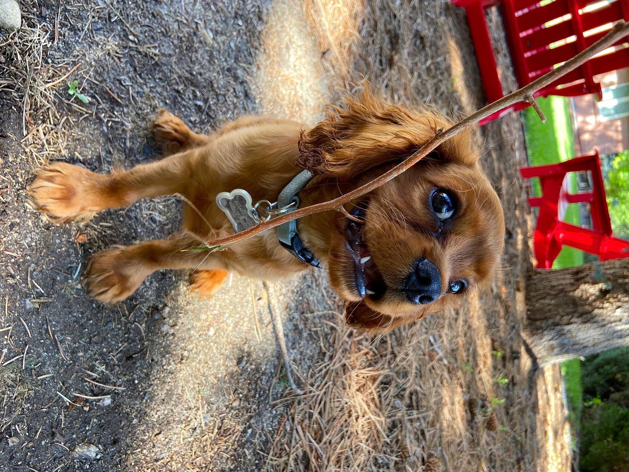 Dash is registered to the contest to win money with this photo: canidae, carnivore, dog, dog_breed, fawn, snout, sporting_group