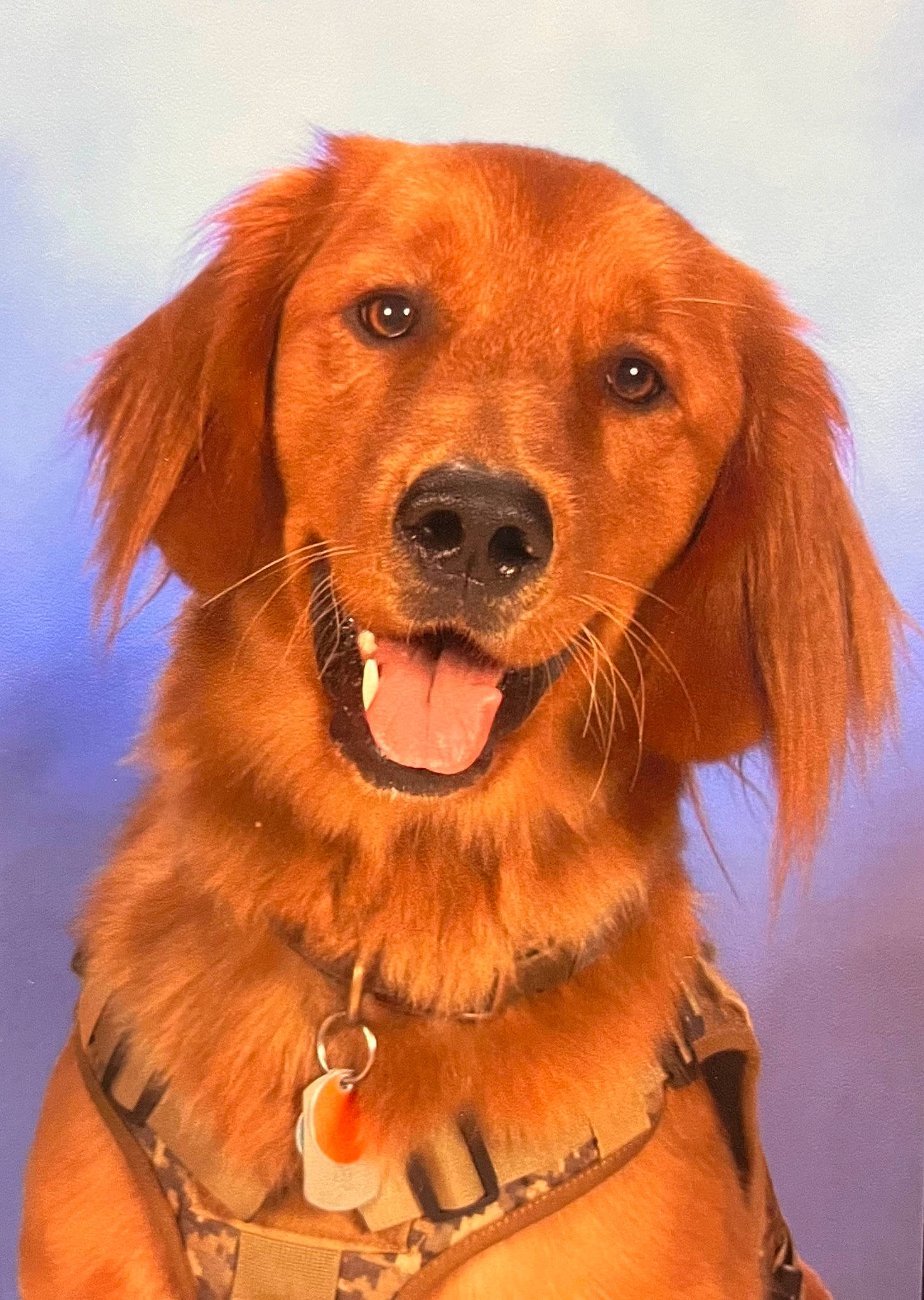 Slugger is registered to the contest to win money with this photo: carnivore, collar, companion_dog, dog, dog_breed, dog_collar, electric_blue, fawn, fur, gun_dog, liver, snout, sporting_group, whiskers