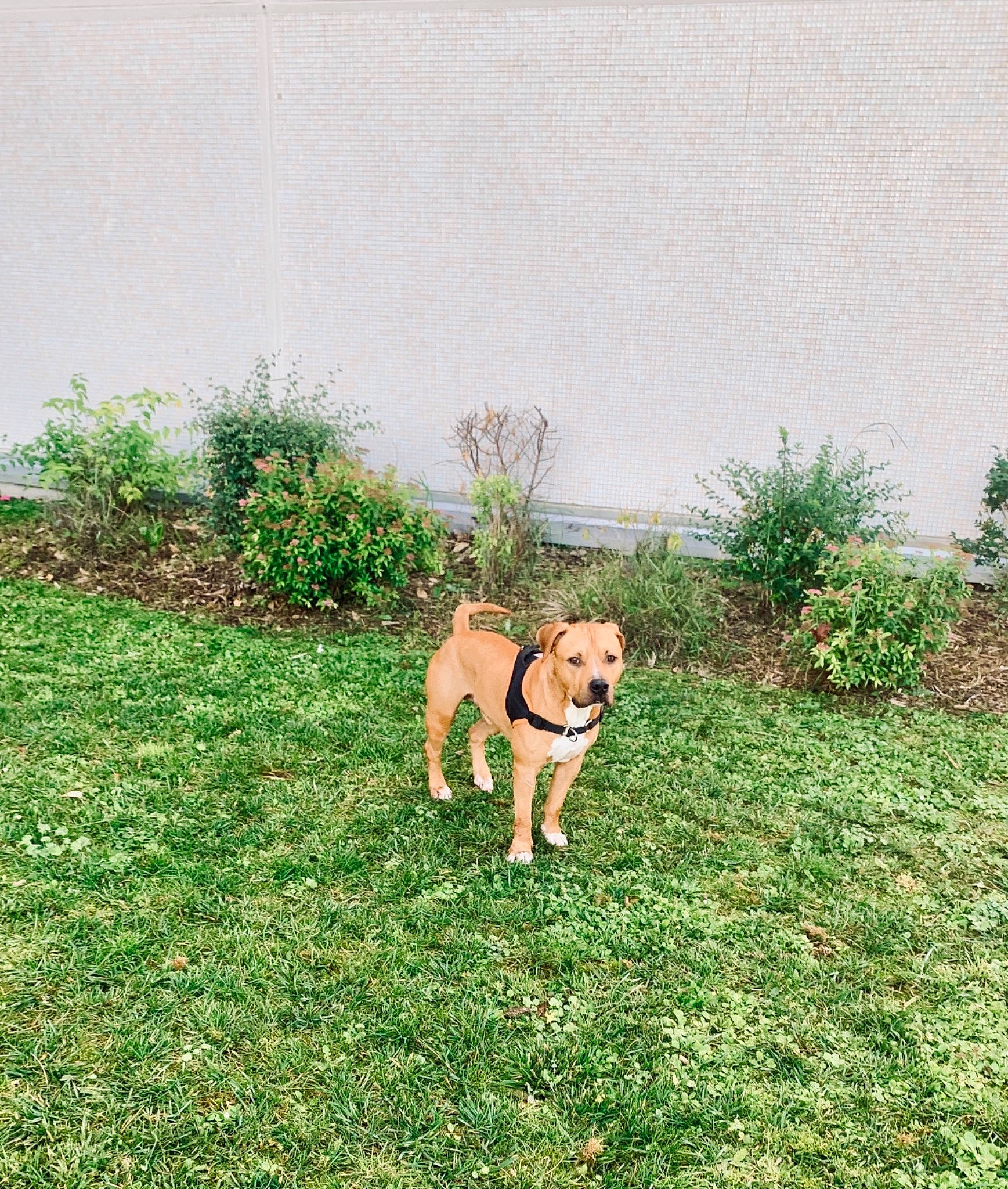 Manolo participe au concours pour gagner de l'argent avec cette photo : canidae, carnivore, companion_dog, dog, dog_breed, fawn, grass, grass_family, grassland, groundcover, gun_dog, landscape, pasture, plant, shrub, snout, tail, tree, wildlife, working_animal