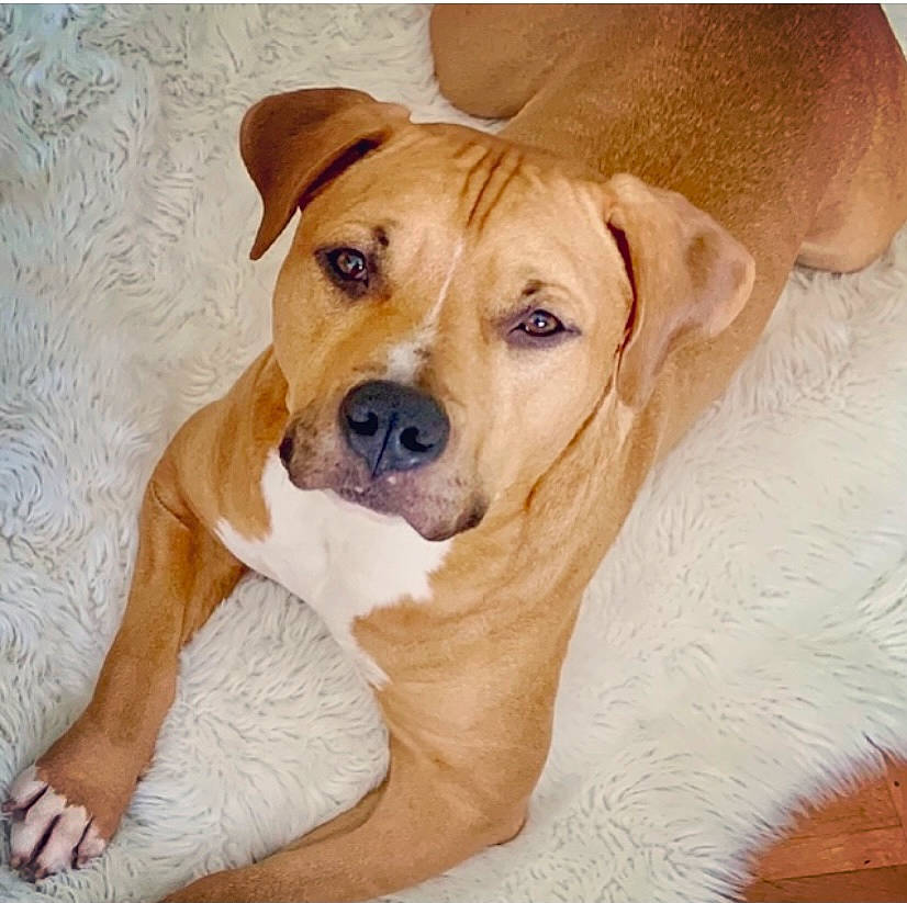 Manolo participe au concours pour gagner de l'argent avec cette photo : canidae, carnivore, collar, comfort, companion_dog, dog, dog_breed, fawn, hat, hunting_dog, non_sporting_group, pet_supply, snout, sporting_group, sun_hat, whiskers, wood, working_animal, working_dog