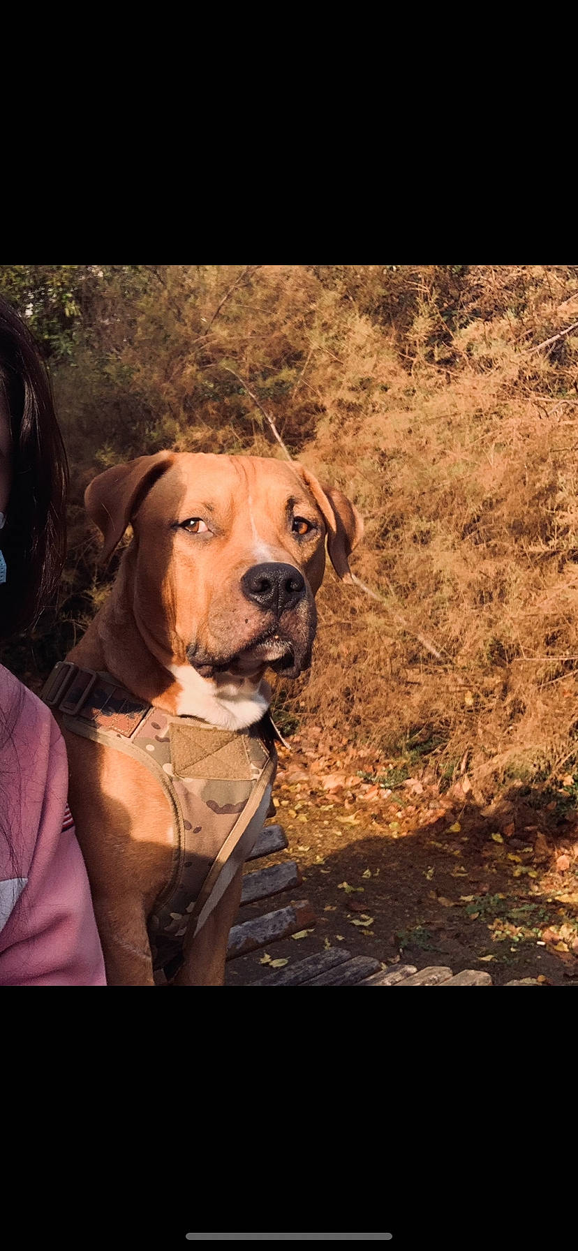 Manolo participe au concours pour gagner de l'argent avec cette photo : canidae, carnivore, collar, companion_dog, dog, dog_breed, dog_collar, fawn, flash_photography, grass, hunting_dog, liver, molosser, nature, plant, tints_and_shades, tree, wood, working_animal, working_dog