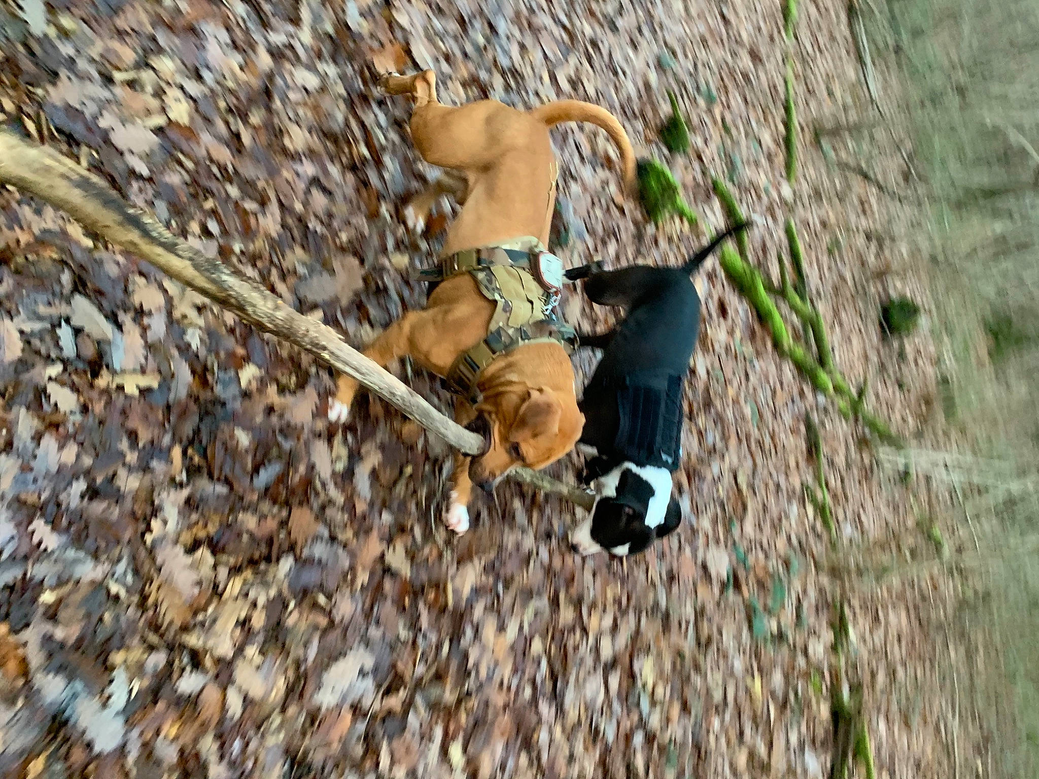 Manolo a rejoint le concours — aidez-le/la à gagner de superbes lots ! adventure, bedrock, carnivore, climbing, climbing_harness, dog, fun, grass, landscape, leisure, outdoor_recreation, recreation, rock, rock_climbing_equipment, rope, slope, soil, sport_climbing, sports, wood