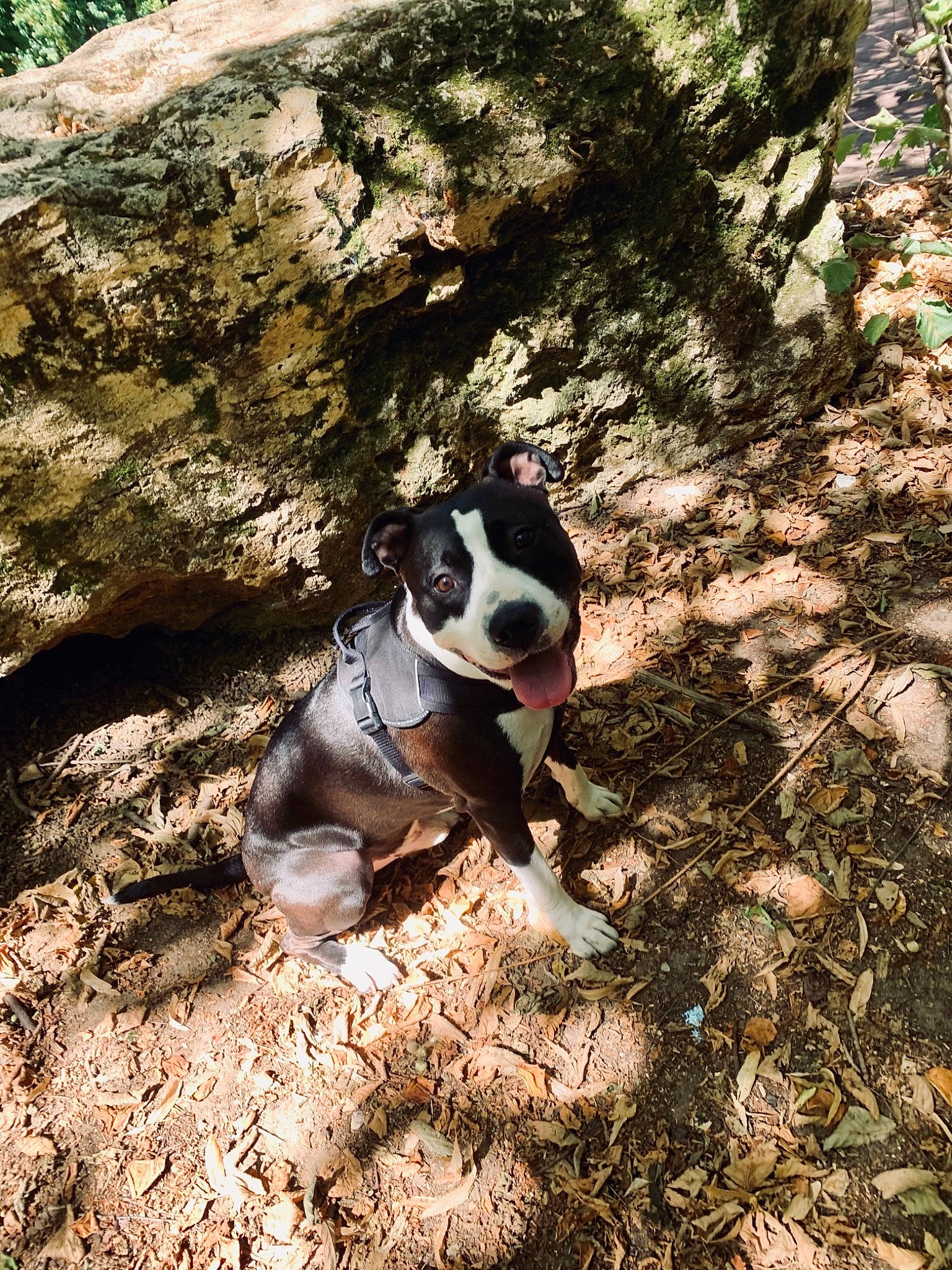 Nesta a rejoint le concours — aidez-le/la à gagner de superbes lots ! adventure, carnivore, companion_dog, dog, dog_breed, fawn, grass, landscape, plant, recreation, rock, snout, soil, sporting_group, tail, trail, tree, walking, working_animal, working_dog