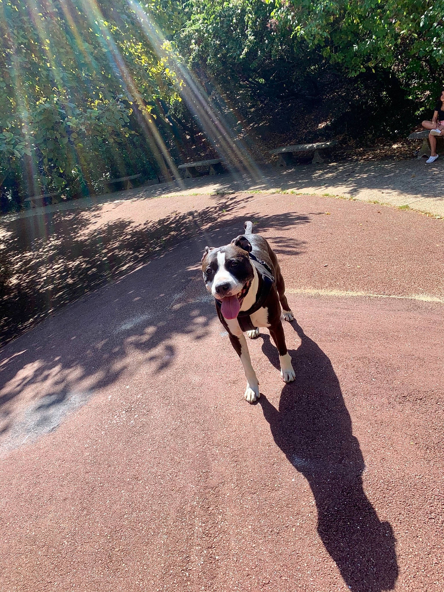 Nesta participe au concours pour gagner de l'argent avec cette photo : asphalt, carnivore, collar, companion_dog, dog, dog_breed, eyewear, fawn, grass, light, pet_supply, plant, road, road_surface, shade, sunlight, tints_and_shades, tree, wood, working_animal