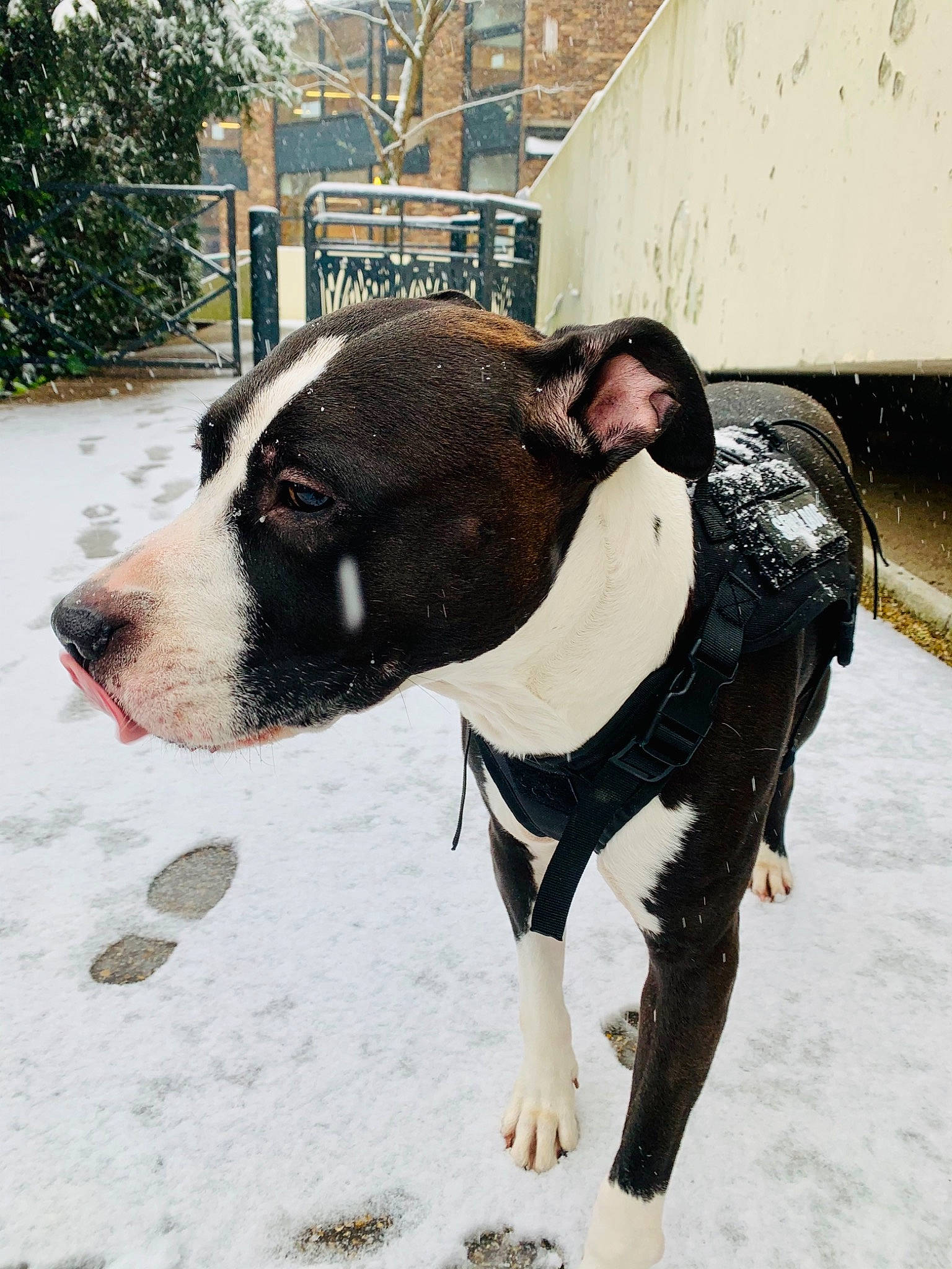 Nesta a rejoint le concours — aidez-le/la à gagner de superbes lots ! carnivore, collar, companion_dog, dog, dog_breed, dog_collar, dog_supply, fawn, freezing, fur, leash, pet_supply, plant, snout, snow, vertebrate, whiskers, window, winter, working_animal