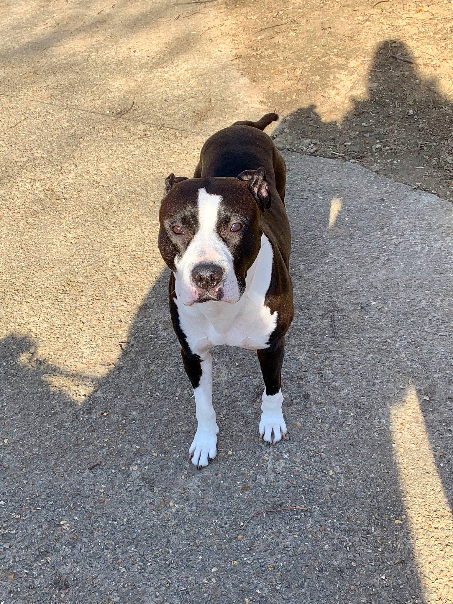 Nesta participe au concours pour gagner de l'argent avec cette photo : asphalt, canidae, carnivore, collar, companion_dog, dog, dog_breed, dog_collar, fawn, fur, leash, road_surface, shadow, sidewalk, snout, soil, sporting_group, tail, tints_and_shades, working_animal