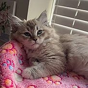 Mila is registered to the contest to win money with this photo: kitten, cat, fluffy, pet, animal, blanket, pink, paw_prints, indoor, window_blinds, cozy, fur, cute, resting, young_cat, soft_light, relaxed, closeup, portrait, domestic_cat