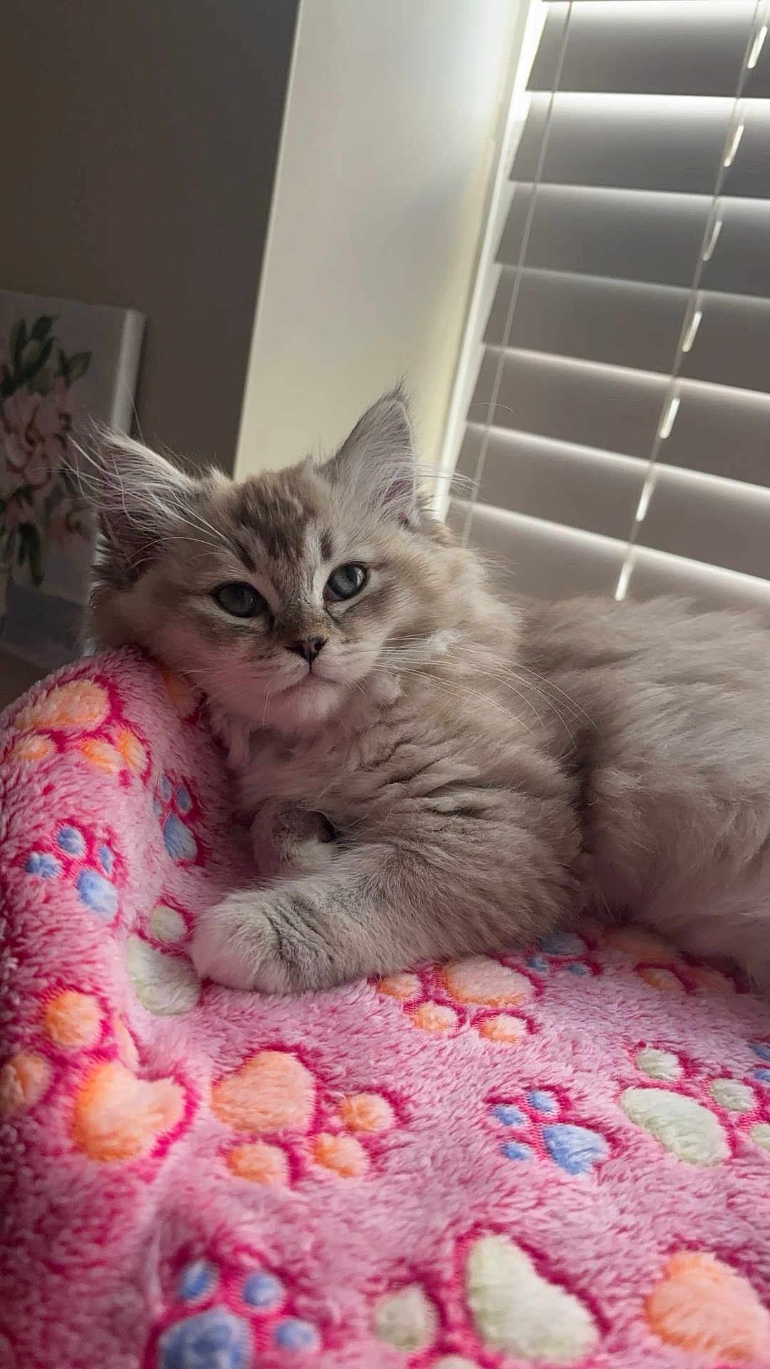 Mila is registered to the contest to win money with this photo: kitten, cat, fluffy, pet, animal, blanket, pink, paw_prints, indoor, window_blinds, cozy, fur, cute, resting, young_cat, soft_light, relaxed, closeup, portrait, domestic_cat