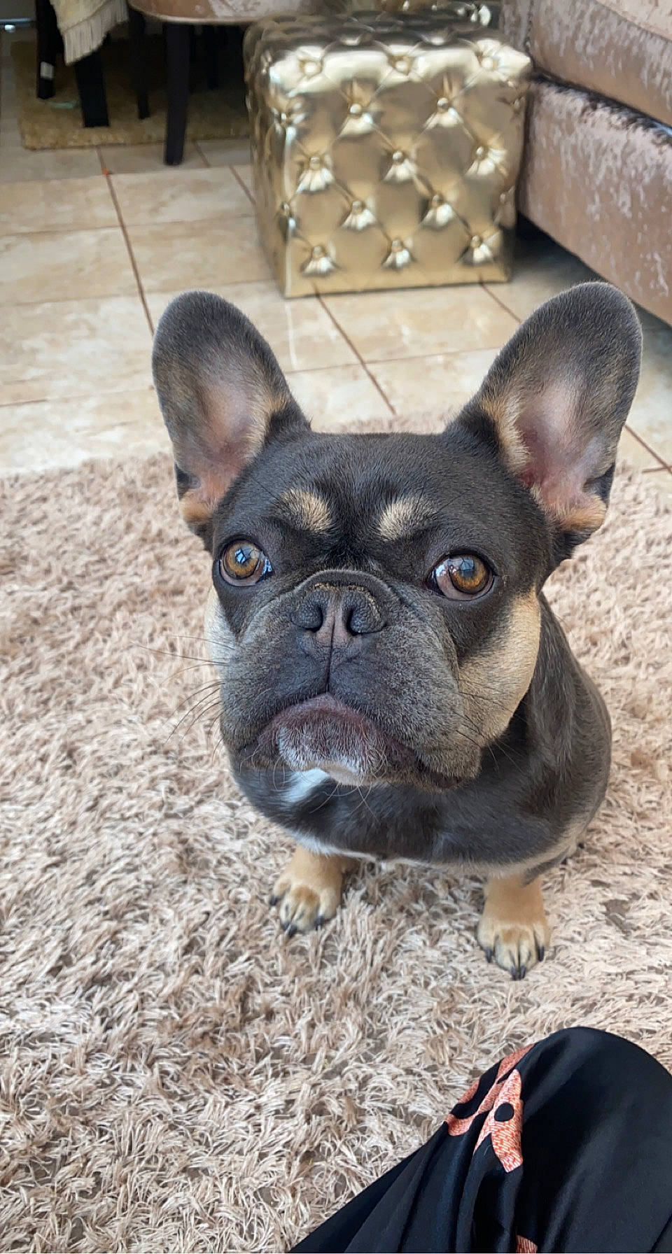 Ivy is registered to the contest to win money with this photo: bulldog, canidae, carnivore, close_up, companion_dog, dog, dog_breed, ear, fawn, flooring, french_bulldog, grass, non_sporting_group, snout, sporting_group, terrestrial_animal, toy_dog, whiskers, working_animal, wrinkle