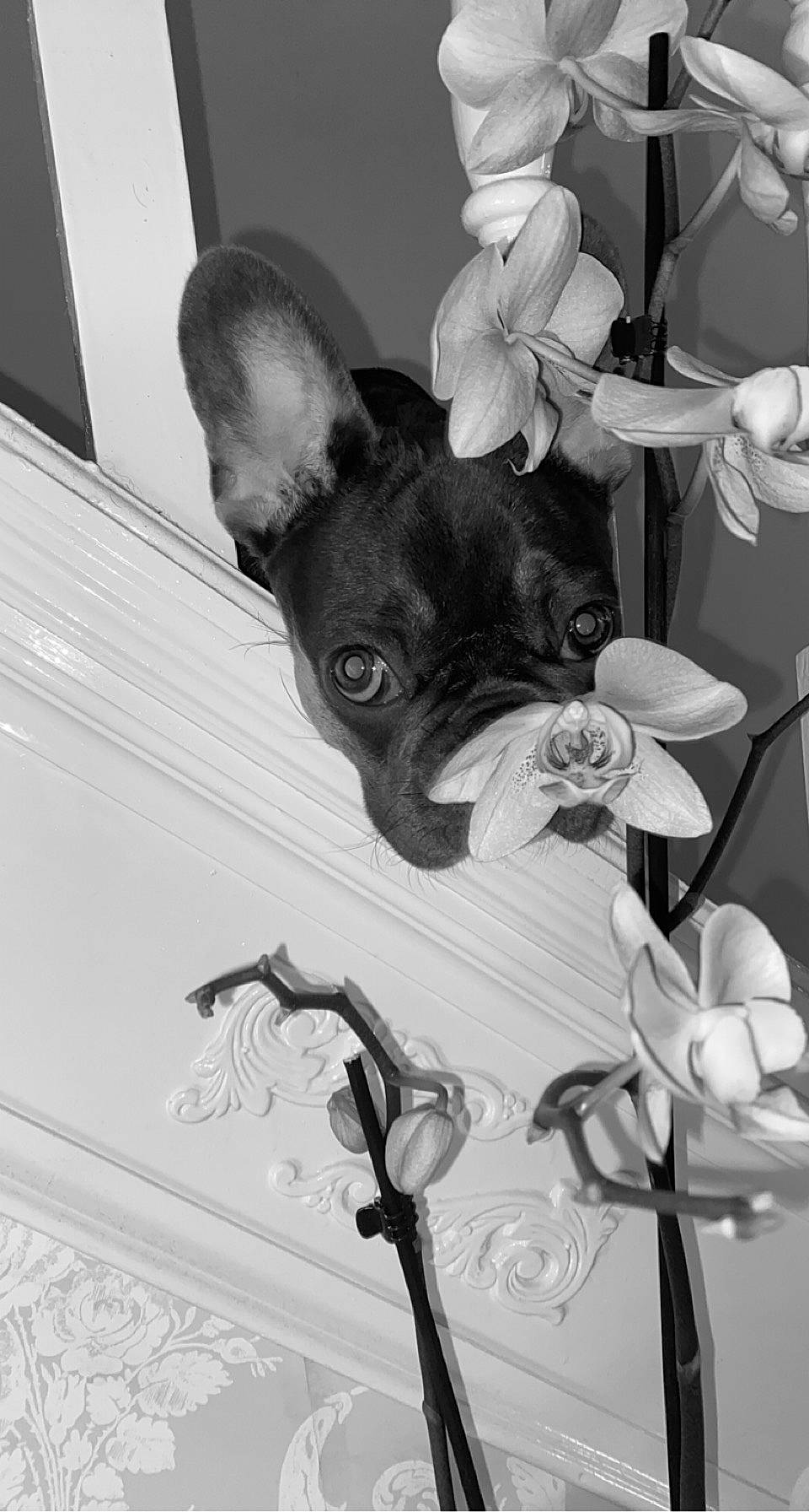Ivy is registered to the contest to win money with this photo: black, black_and_white, carnivore, chihuahua, companion_dog, dog, dog_breed, ear, fawn, flower, grey, head, monochrome, monochrome_photography, snapshot, snout, style, toy_dog, whiskers, white