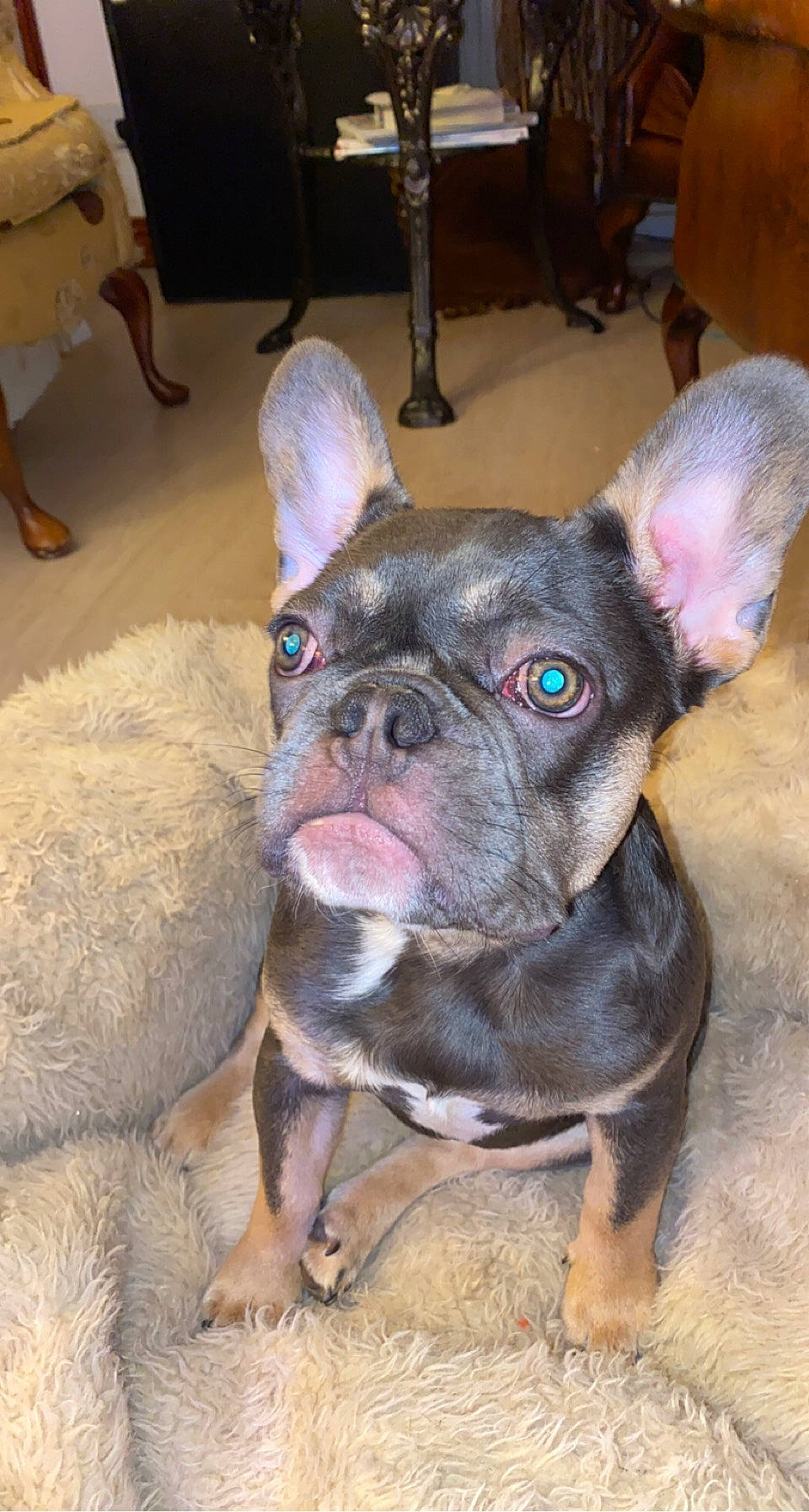 Ivy is registered to the contest to win money with this photo: bulldog, canidae, chair, collar, companion_dog, dog, dog_breed, dog_collar, ear, fawn, french_bulldog, molosser, non_sporting_group, snout, sporting_group, terrestrial_animal, toy_dog, whiskers, working_animal, wrinkle