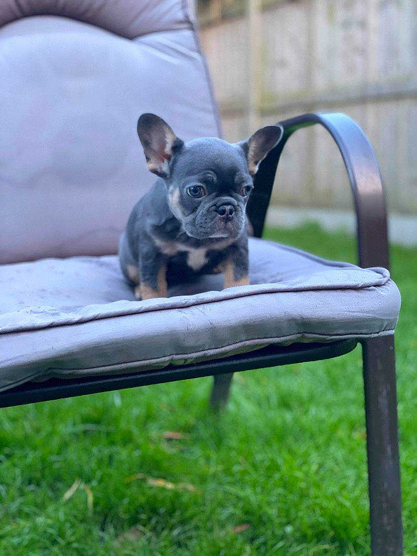 Ivy joined the competition — help win amazing prizes! canidae, carnivore, comfort, companion_dog, dog, dog_breed, dog_supply, fawn, glass, grass, pet_supply, plant, sitting, snout, sporting_group, tail, terrestrial_animal, toy_dog, whiskers, working_animal