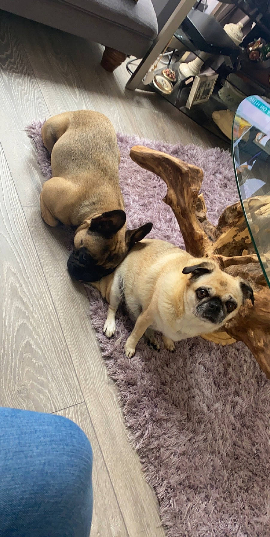 Lola joined the competition — help win amazing prizes! canidae, carnivore, comfort, companion_dog, dog, dog_breed, fawn, flooring, fur, luggage_and_bags, nap, non_sporting_group, pug, puppy, snout, sporting_group, toy_dog, wood, working_animal, wrinkle