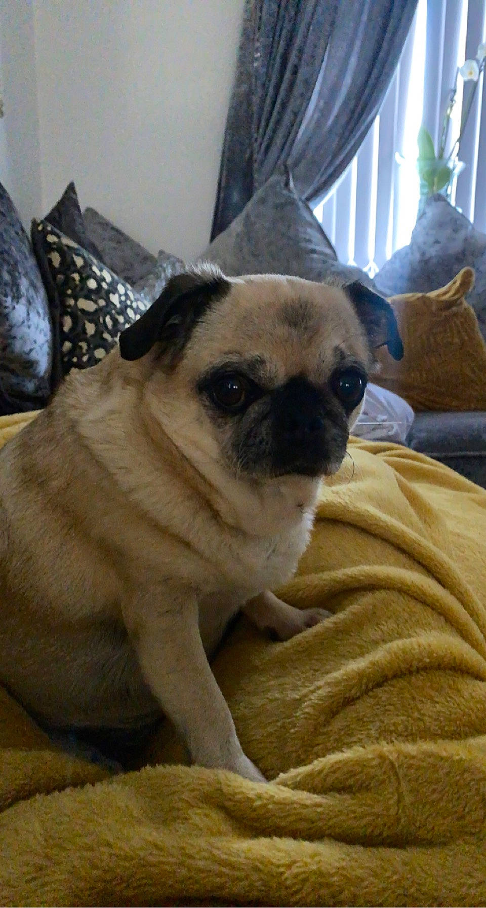 Lola joined the competition — help win amazing prizes! canidae, carnivore, comfort, companion_dog, curtain, dog, dog_breed, fawn, fur, houseplant, non_sporting_group, pug, snout, sporting_group, terrestrial_animal, toy_dog, whiskers, working_animal, wrinkle