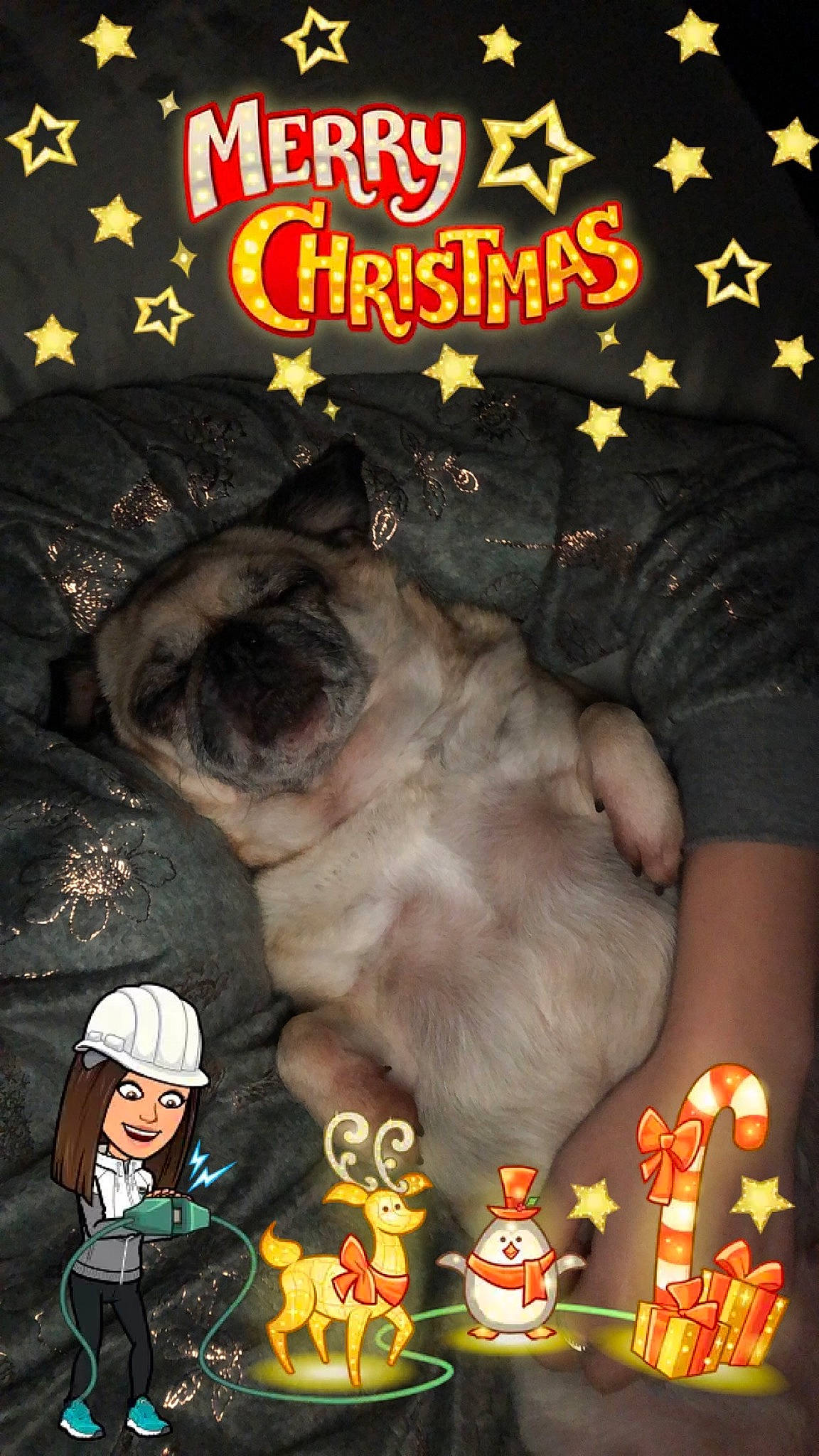 Lola joined the competition — help win amazing prizes! advertising, companion_dog, dog_breed, event, font, fur, photo_caption, poster, publication