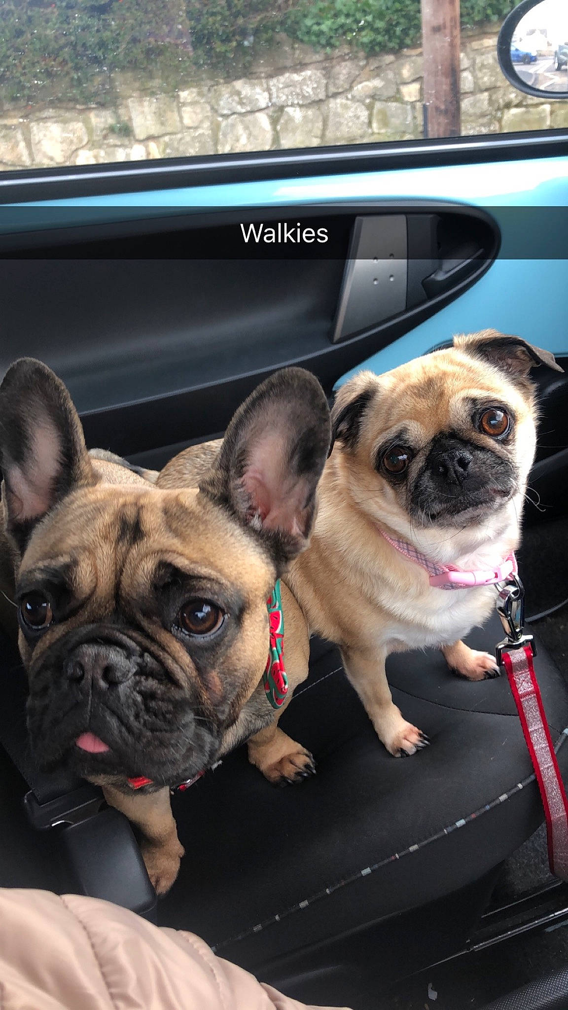 Lola joined the competition — help win amazing prizes! canidae, carnivore, collar, companion_dog, dog, dog_breed, dog_collar, eyewear, fawn, leash, non_sporting_group, pug, puppy, snout, sporting_group, terrestrial_animal, toy_dog, whiskers, working_animal, wrinkle