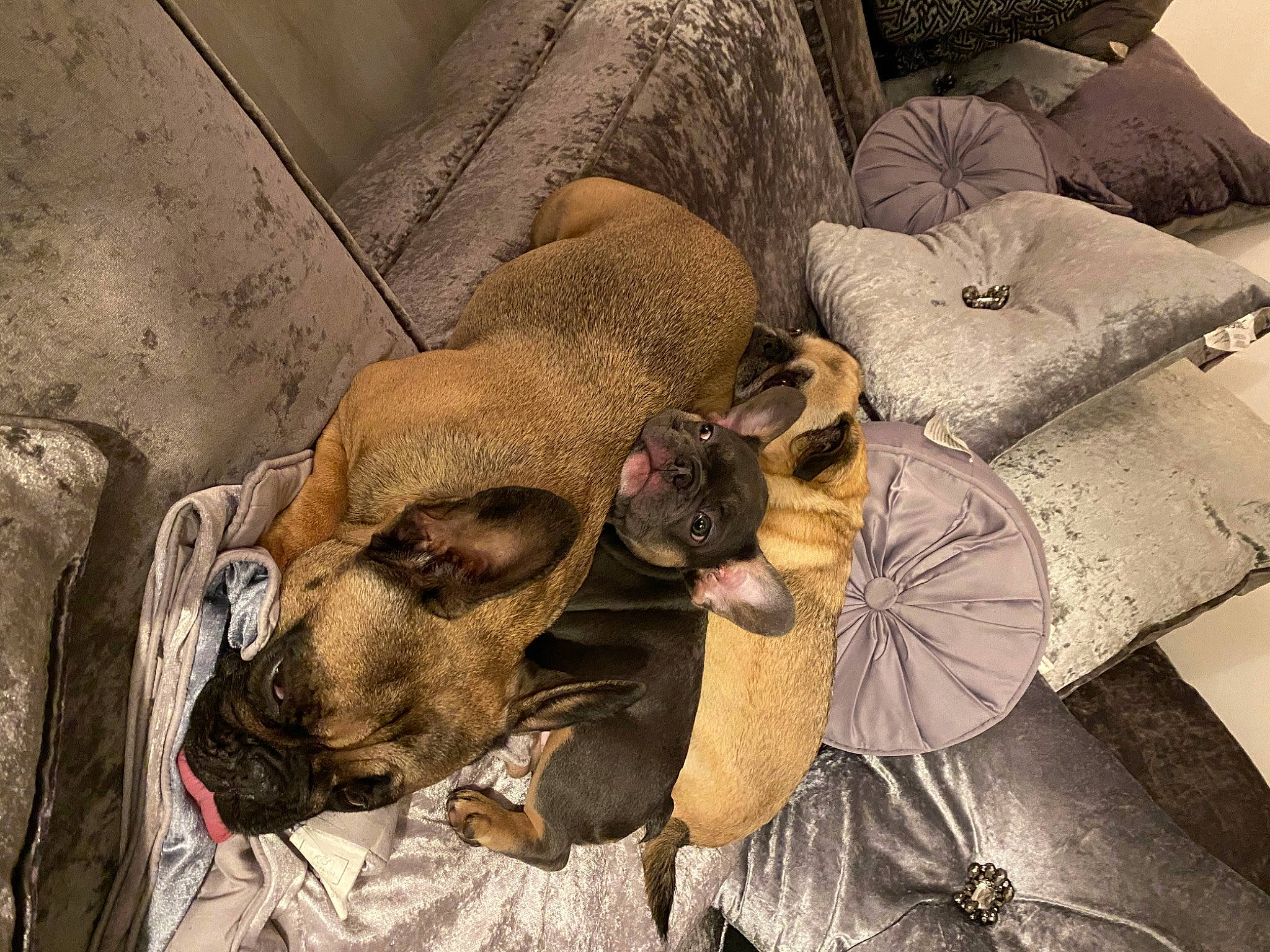 Olive joined the competition — help win amazing prizes! art, brown, canidae, carnivore, comfort, companion_dog, dog, dog_breed, fawn, felidae, fur, linens, nap, sleep, small_to_medium_sized_cats, snout, sporting_group, whiskers, wood, working_animal