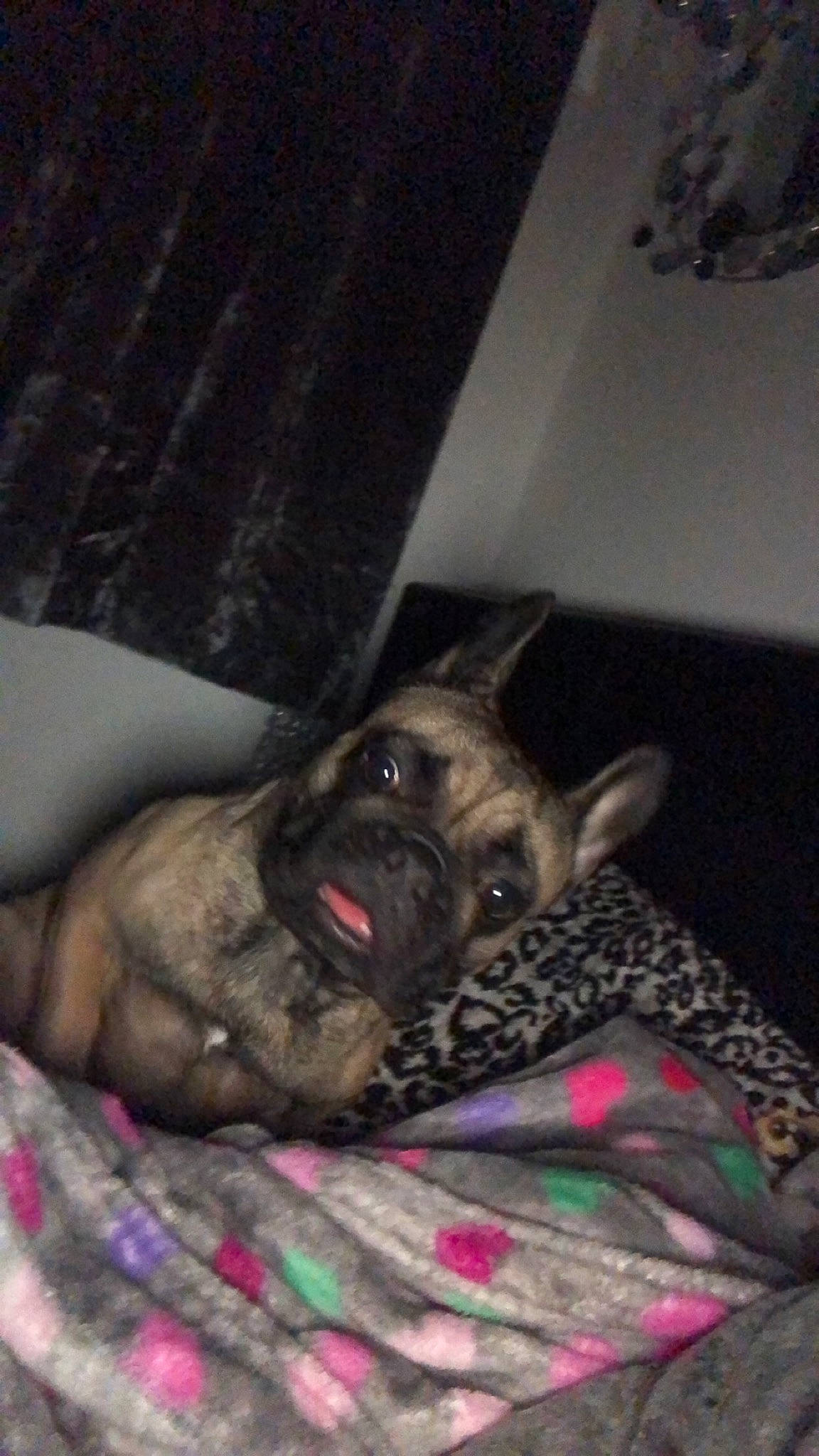 Olive is registered to the contest to win money with this photo: canidae, carnivore, comfort, companion_dog, dog, dog_breed, ear, fawn, flesh, fur, linens, magenta, nap, non_sporting_group, sleep, sporting_group, terrestrial_animal, toy_dog, whiskers, wrinkle