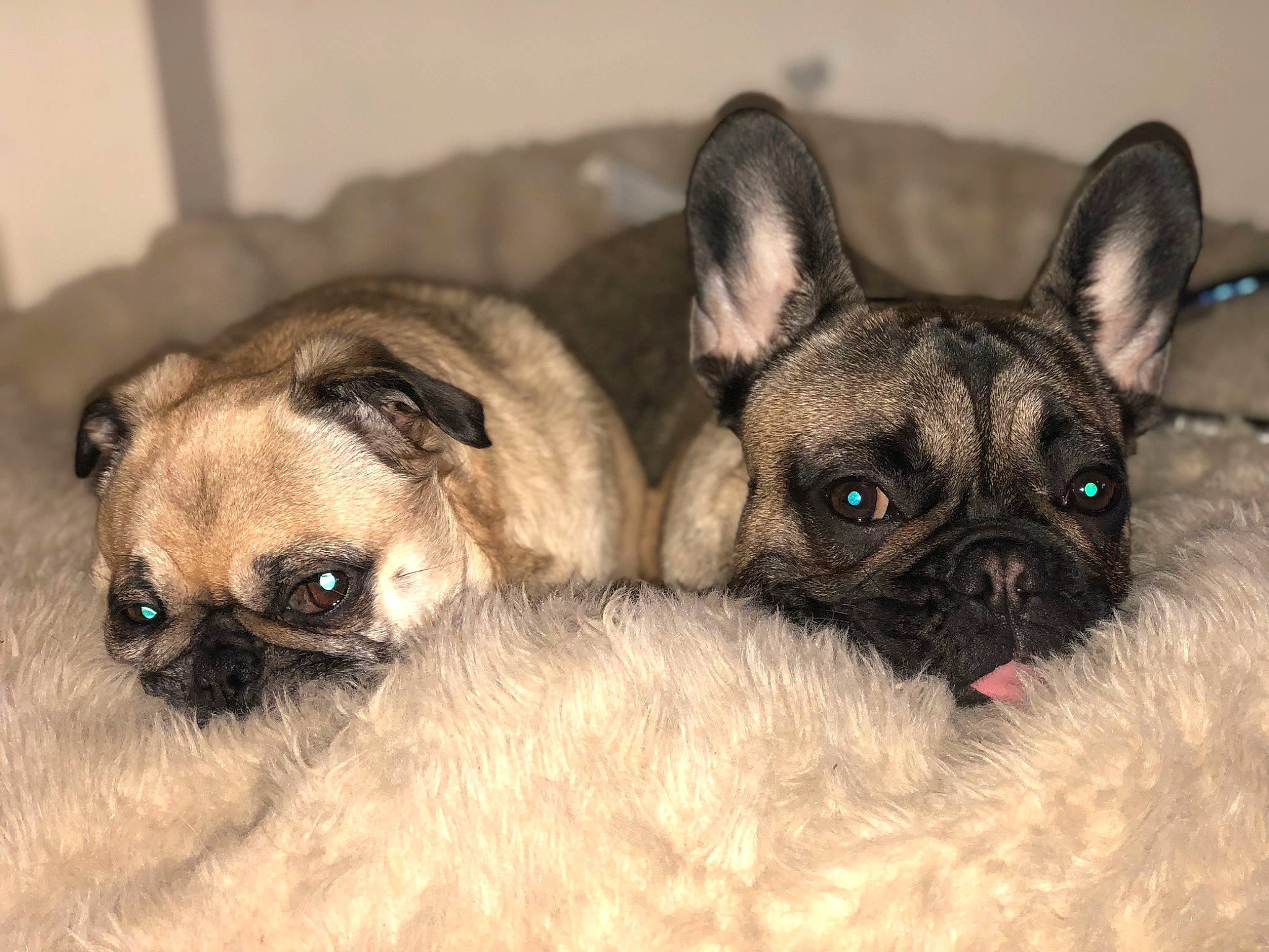 Olive is registered to the contest to win money with this photo: brown, canidae, carnivore, comfort, companion_dog, dog, dog_breed, ear, eye, fawn, head, iris, pug, snout, sporting_group, terrestrial_animal, toy_dog, whiskers, working_animal, wrinkle