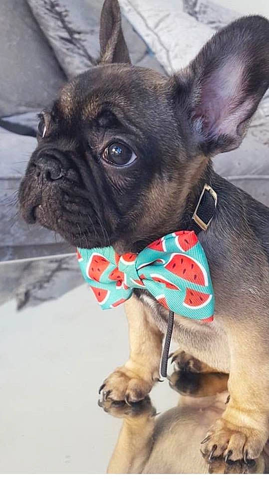 Olive is registered to the contest to win money with this photo: canidae, carnivore, collar, companion_dog, dog, dog_breed, dog_collar, dog_supply, ear, fashion_accessory, fawn, leash, pet_supply, snout, sporting_group, terrestrial_animal, toy_dog, whiskers, working_animal, wrinkle