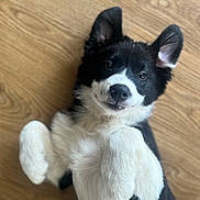 Arthur a rejoint le concours — aidez-le/la à gagner de superbes lots ! puppy, dog, black_and_white, lying_down, wooden_floor, pet, cute, fur, ears, paws, smile, animal, indoor, playful, young, adorable, canine, friendly, looking_up, resting